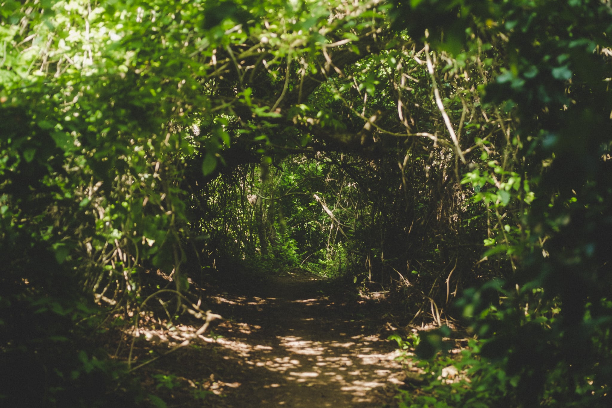 jungle playa cacaluta