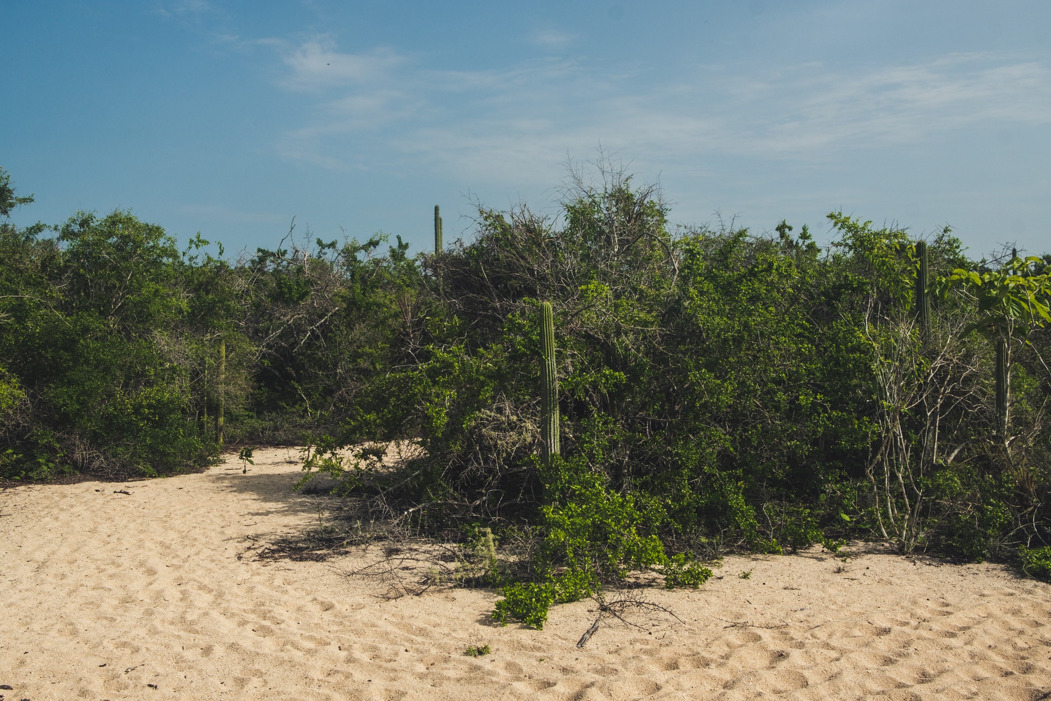 cactus playa cacaluta