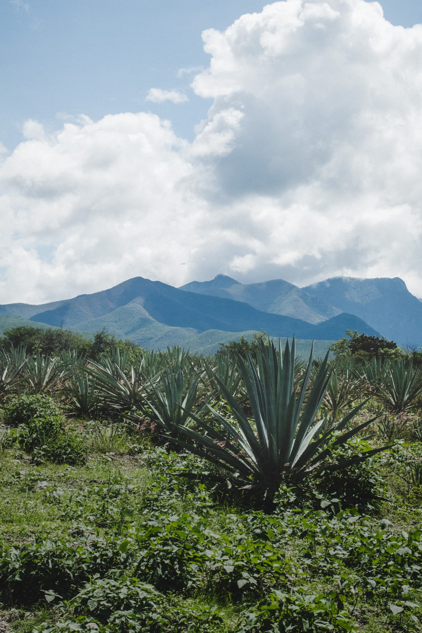 degustation mezcal oaxaca