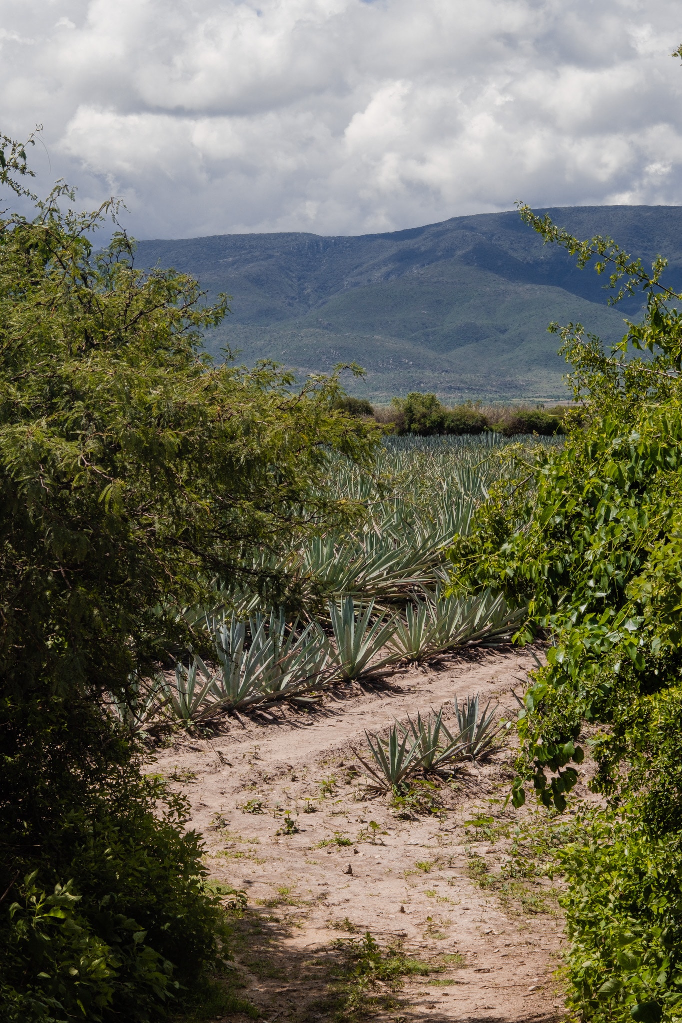 champs d'agave oaxaca