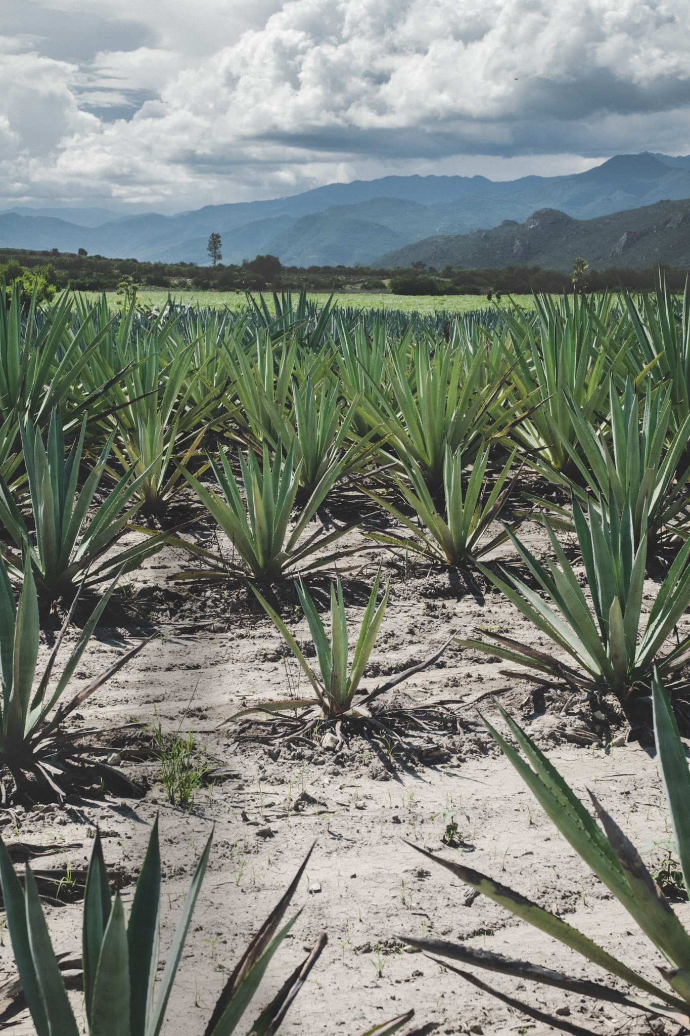 maguey oaxaca mezcal