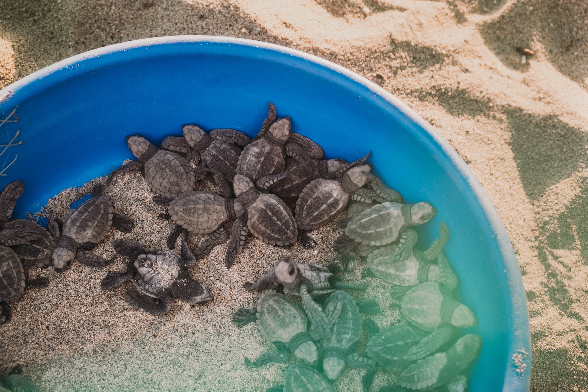 tortues olivatres puerto escondido mexique