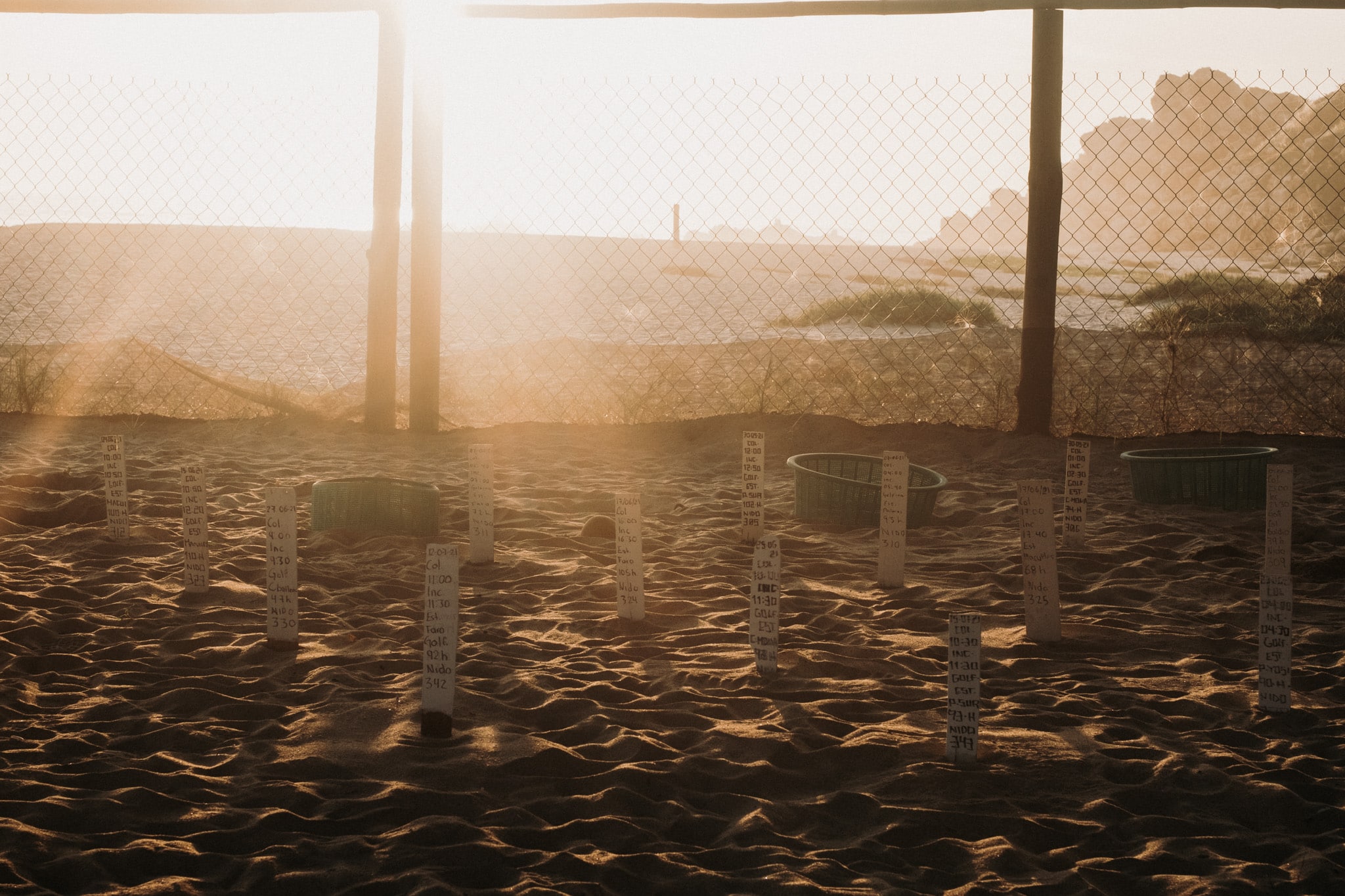 bébés tortues punta