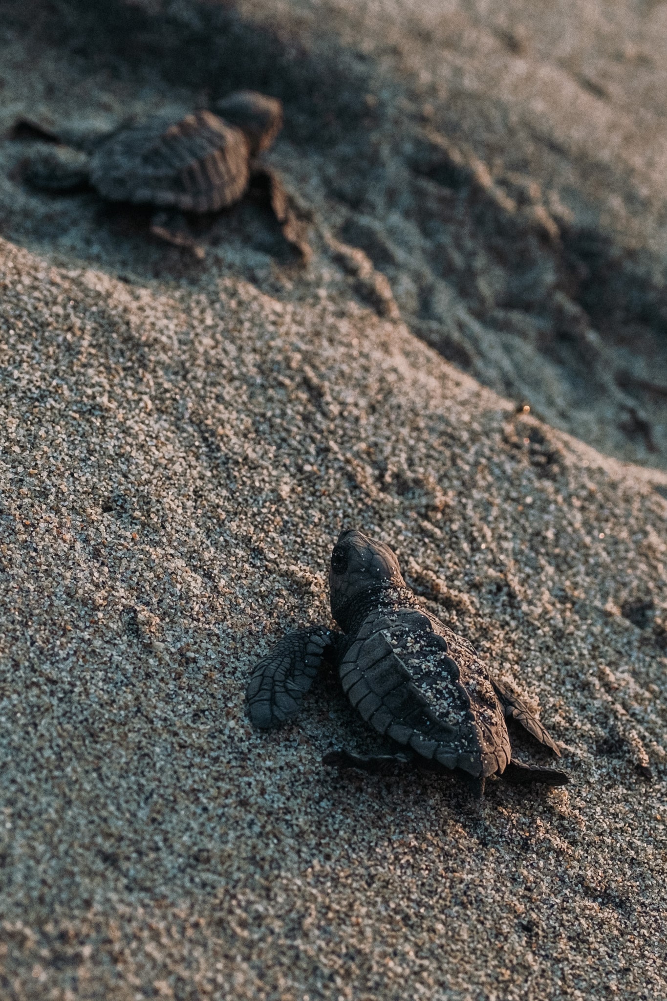 trop mimi bébé tortues