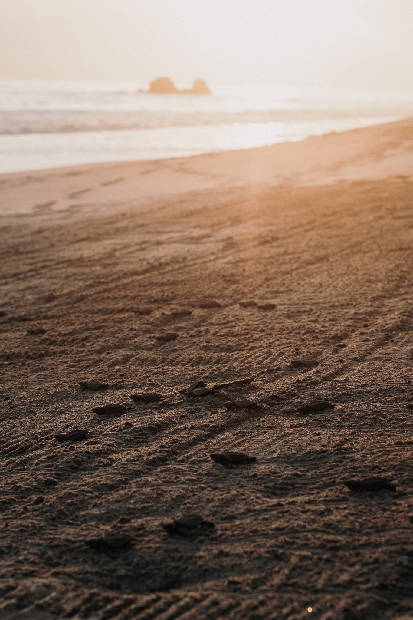 liberation bébés tortues puerto escondido