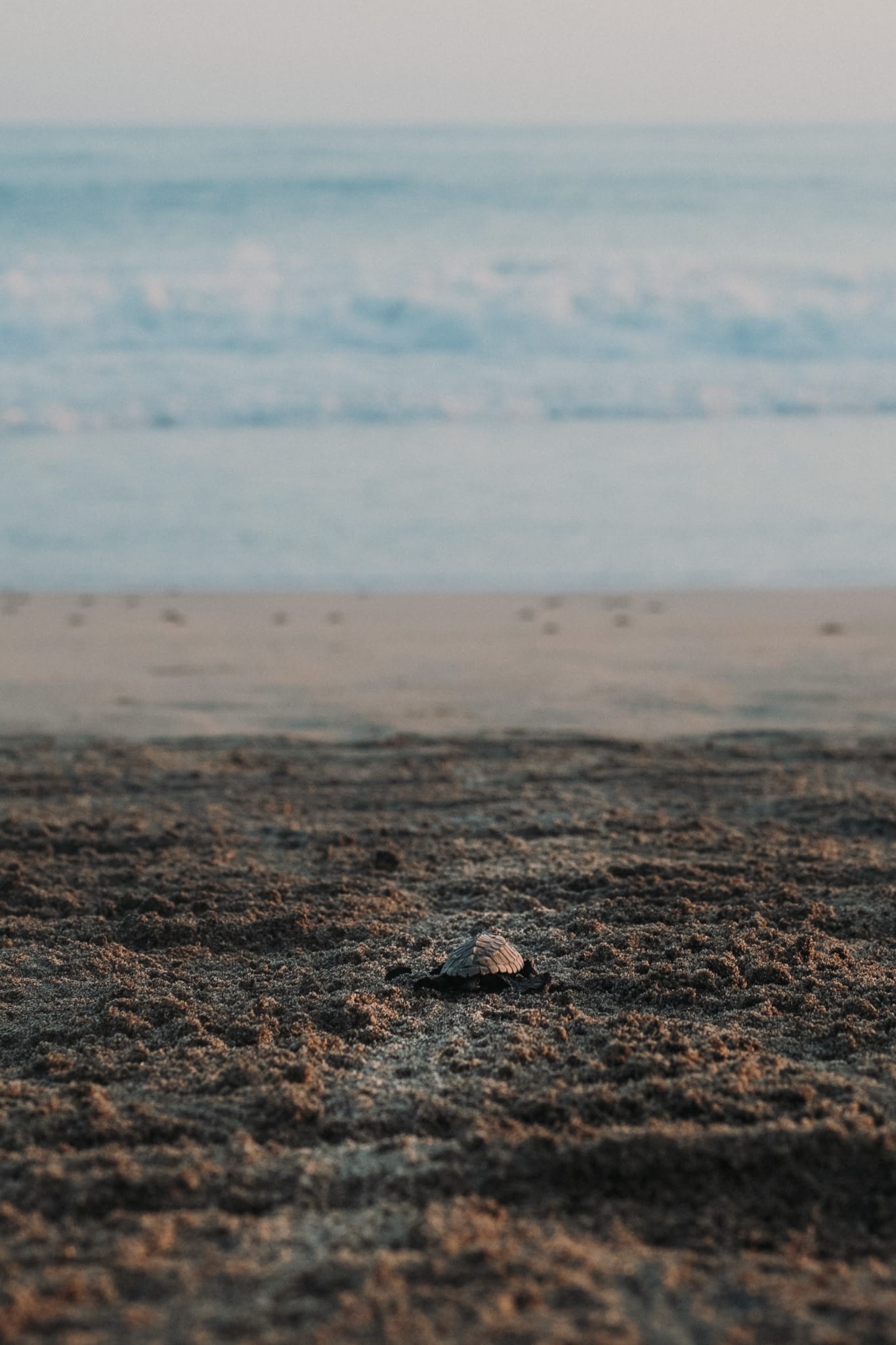 famille tortue puerto escondido mexique