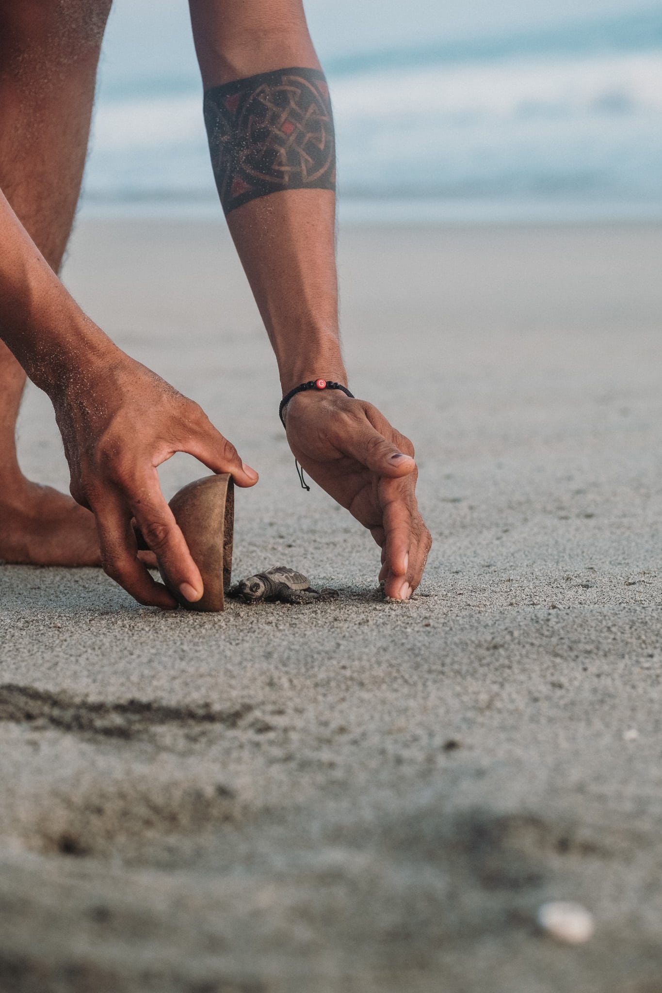 noix de coco et tortues