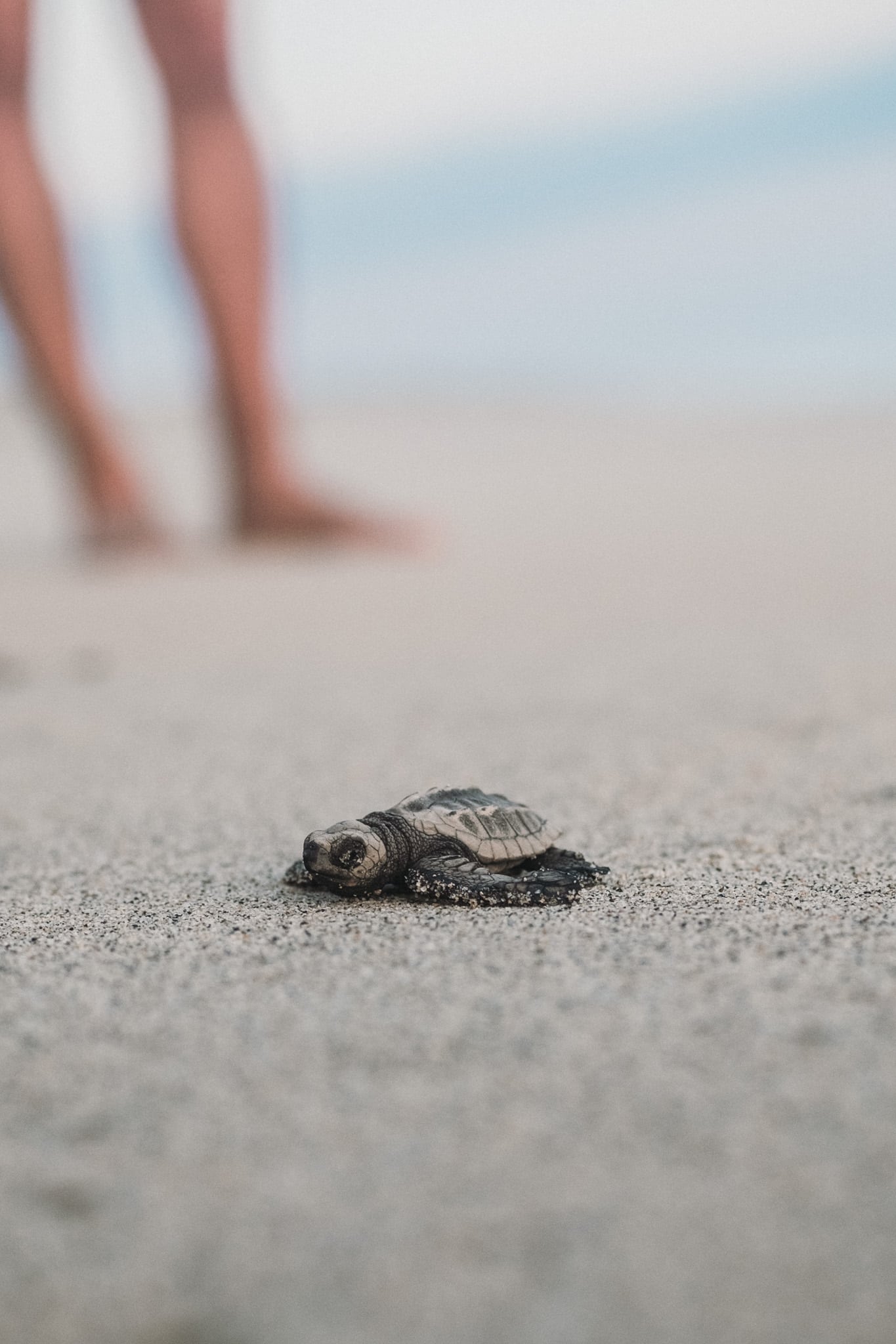 tortues puerto escondido