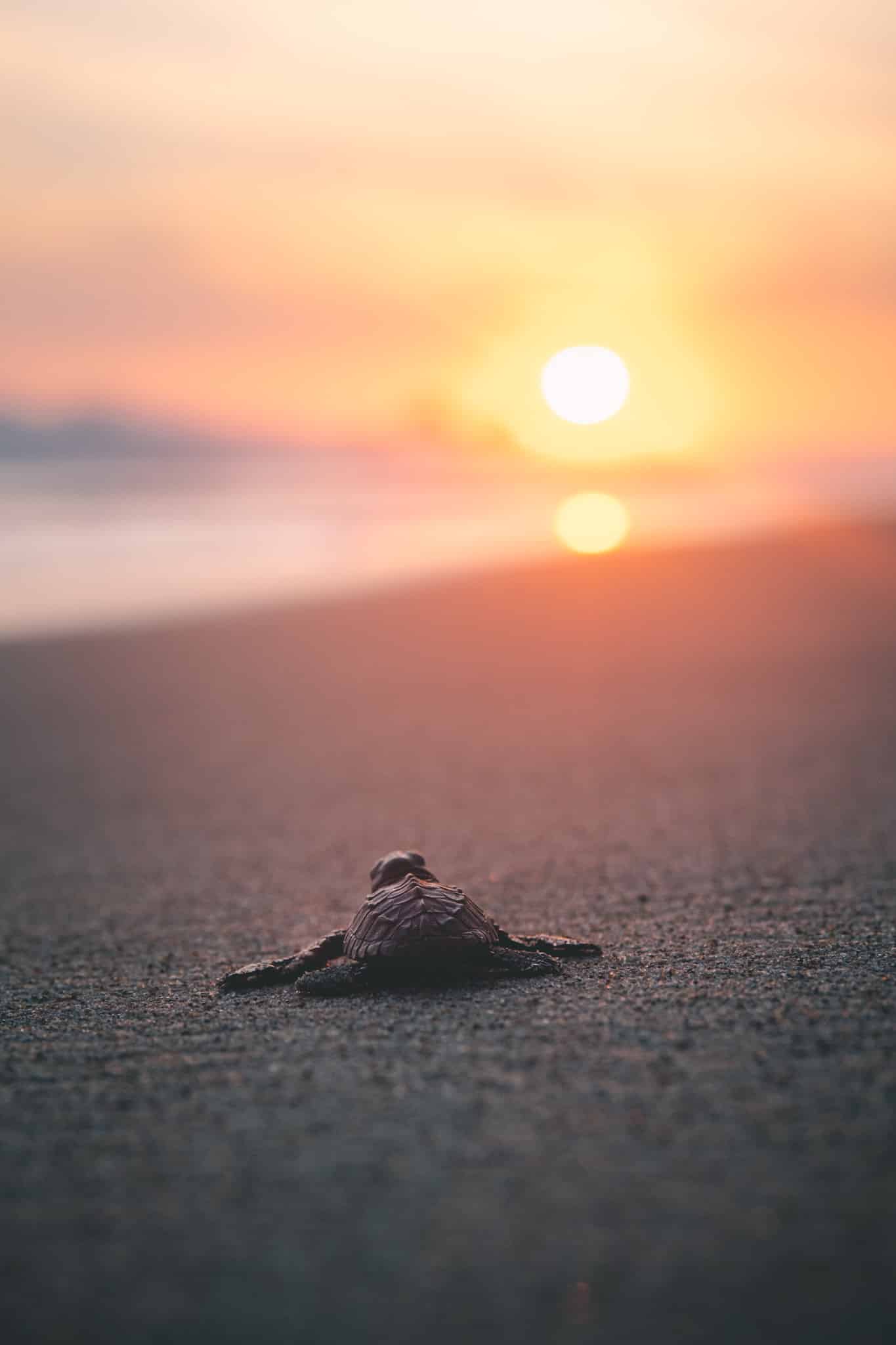 libération tortues mexique