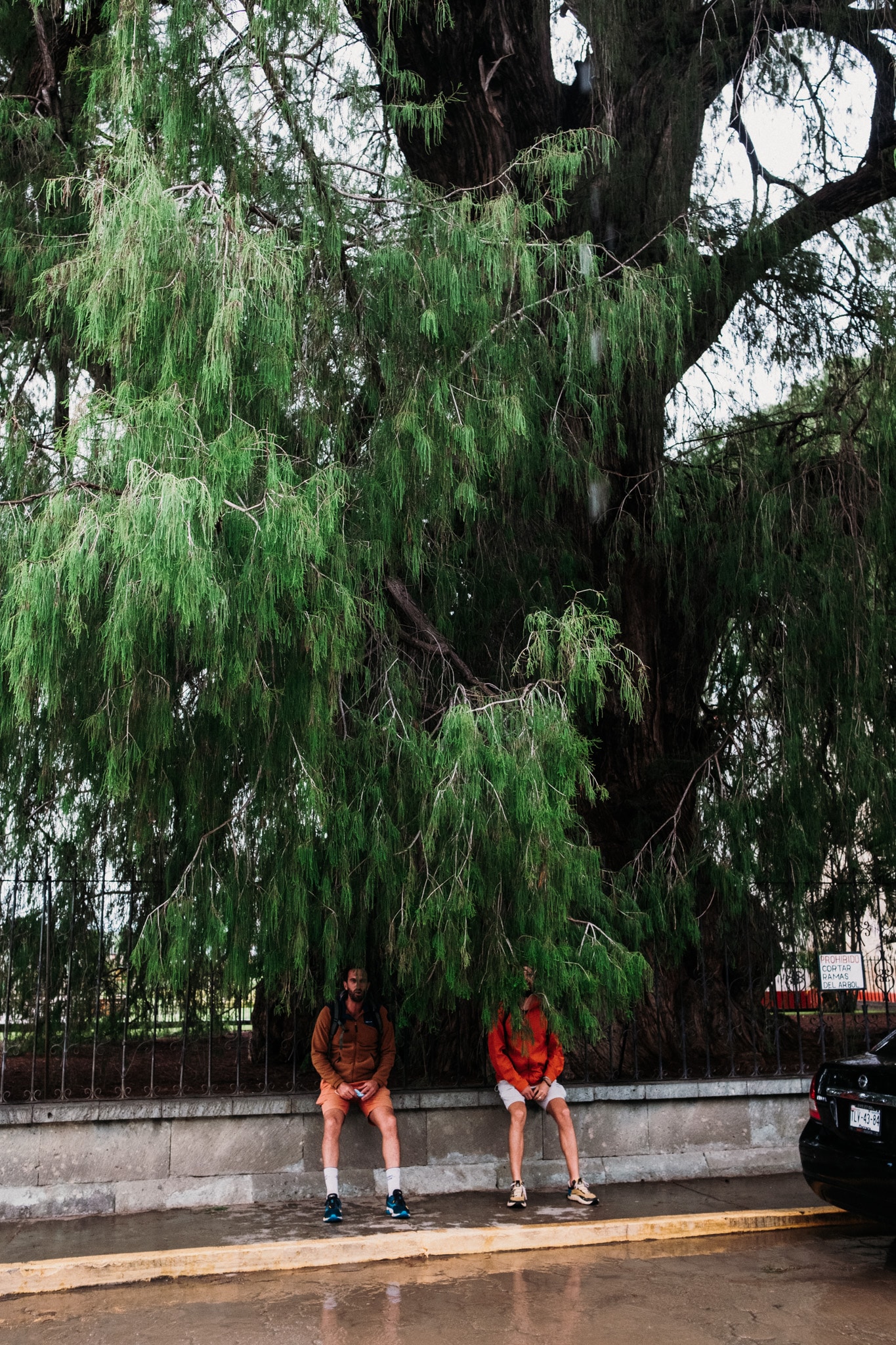 arbol de tule oaxaca day trip
