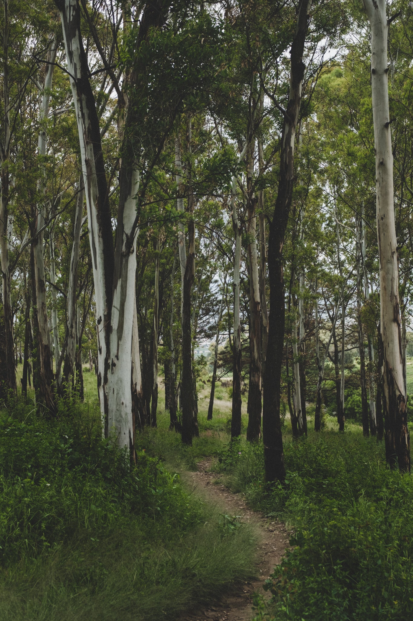 cholula-1572 foret cholula