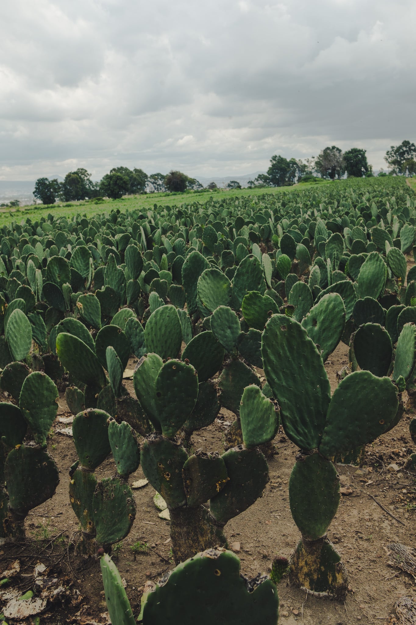 cholula-1573 idee randonnee puebla : cerro zapotecos