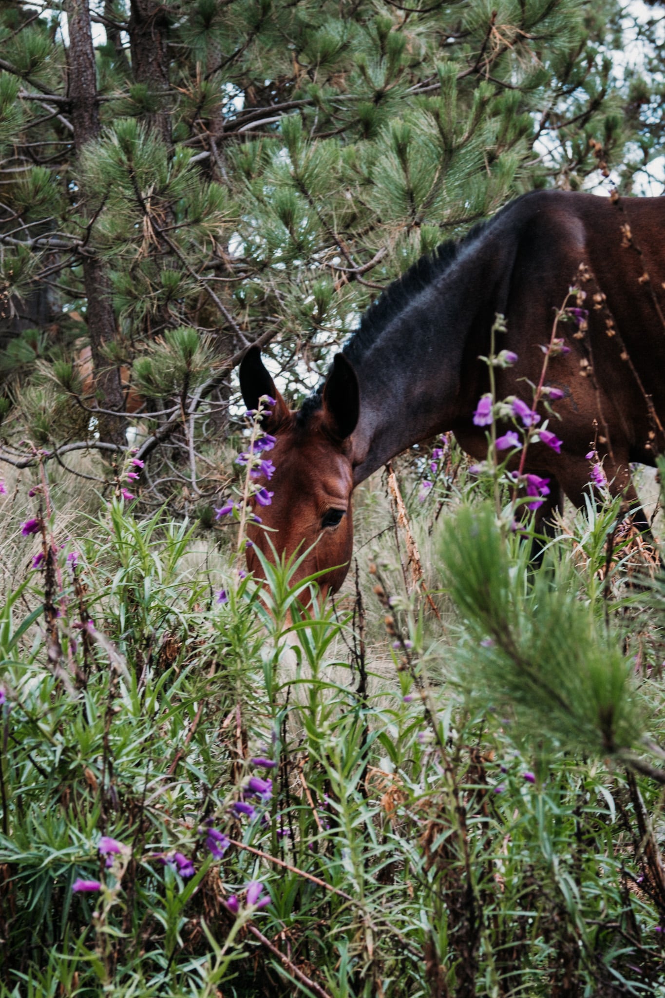 puebla_la_malinche-1909 grimper la malinche chevaux