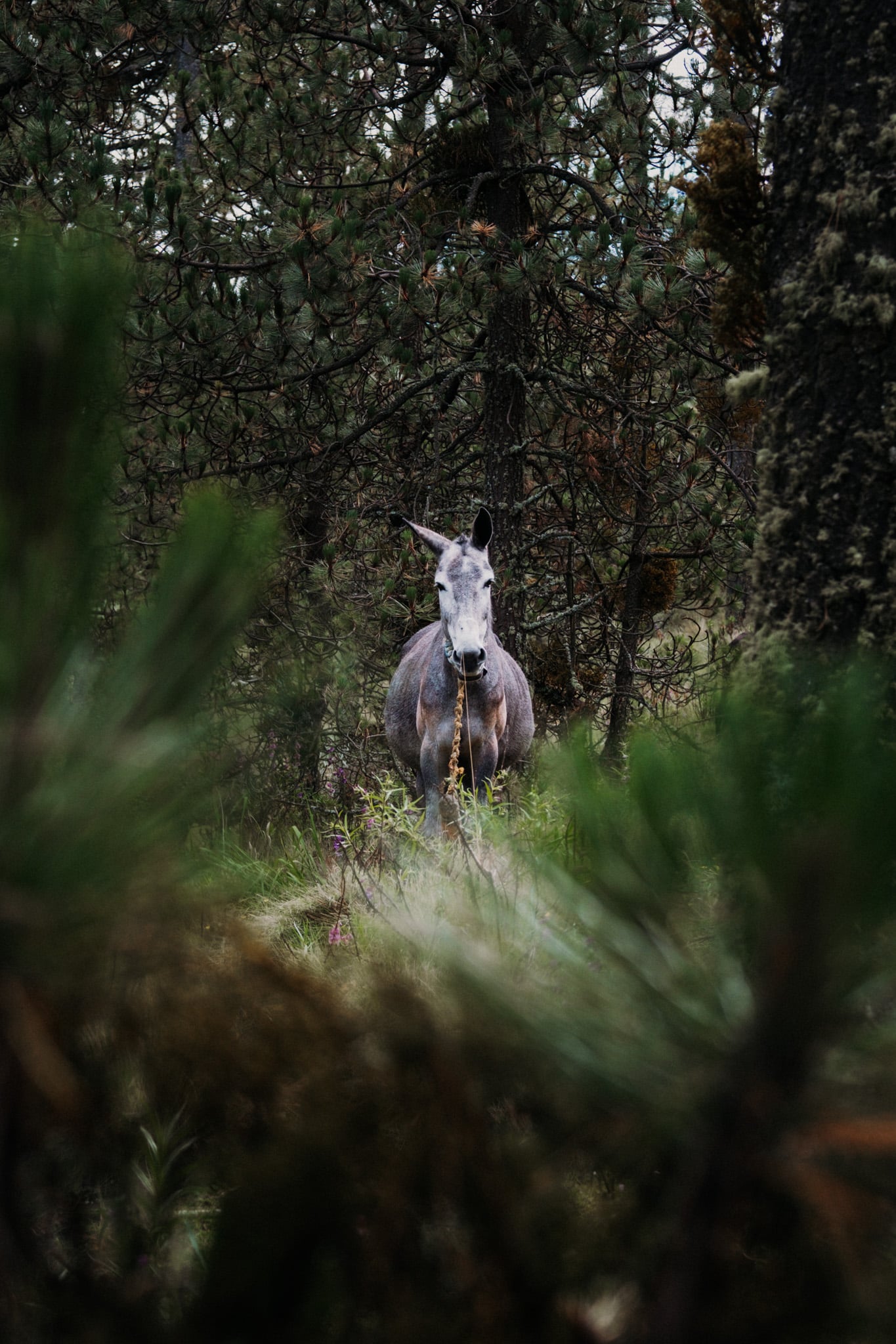 puebla_la_malinche-1920 cheval malinche