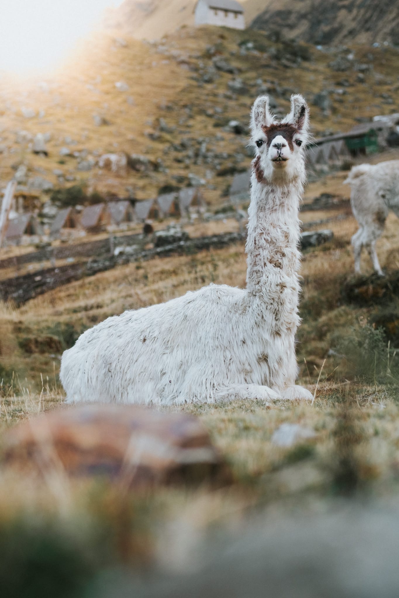 portrait lama perou machu picchu