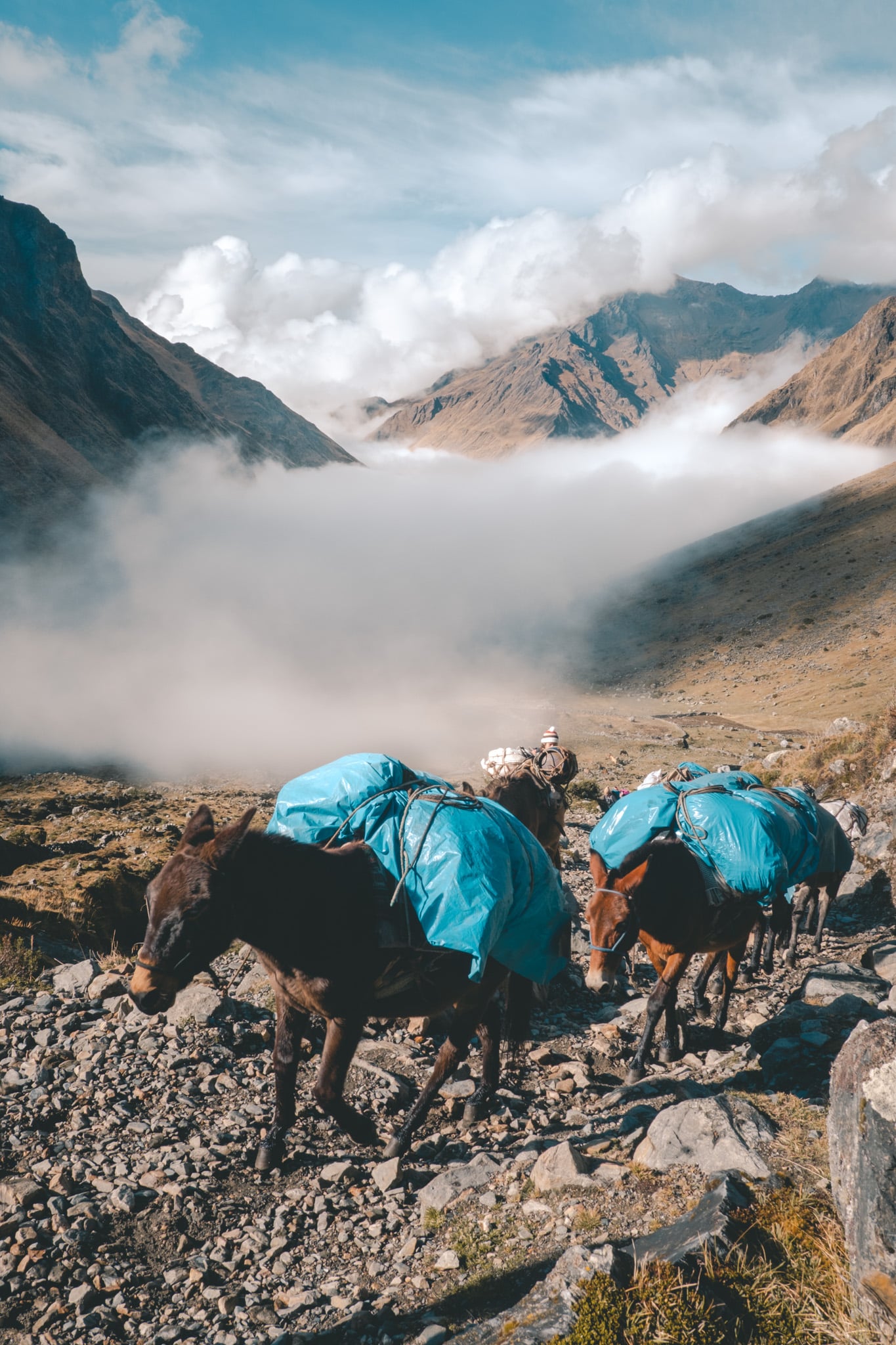mules affaires de nuit trek
