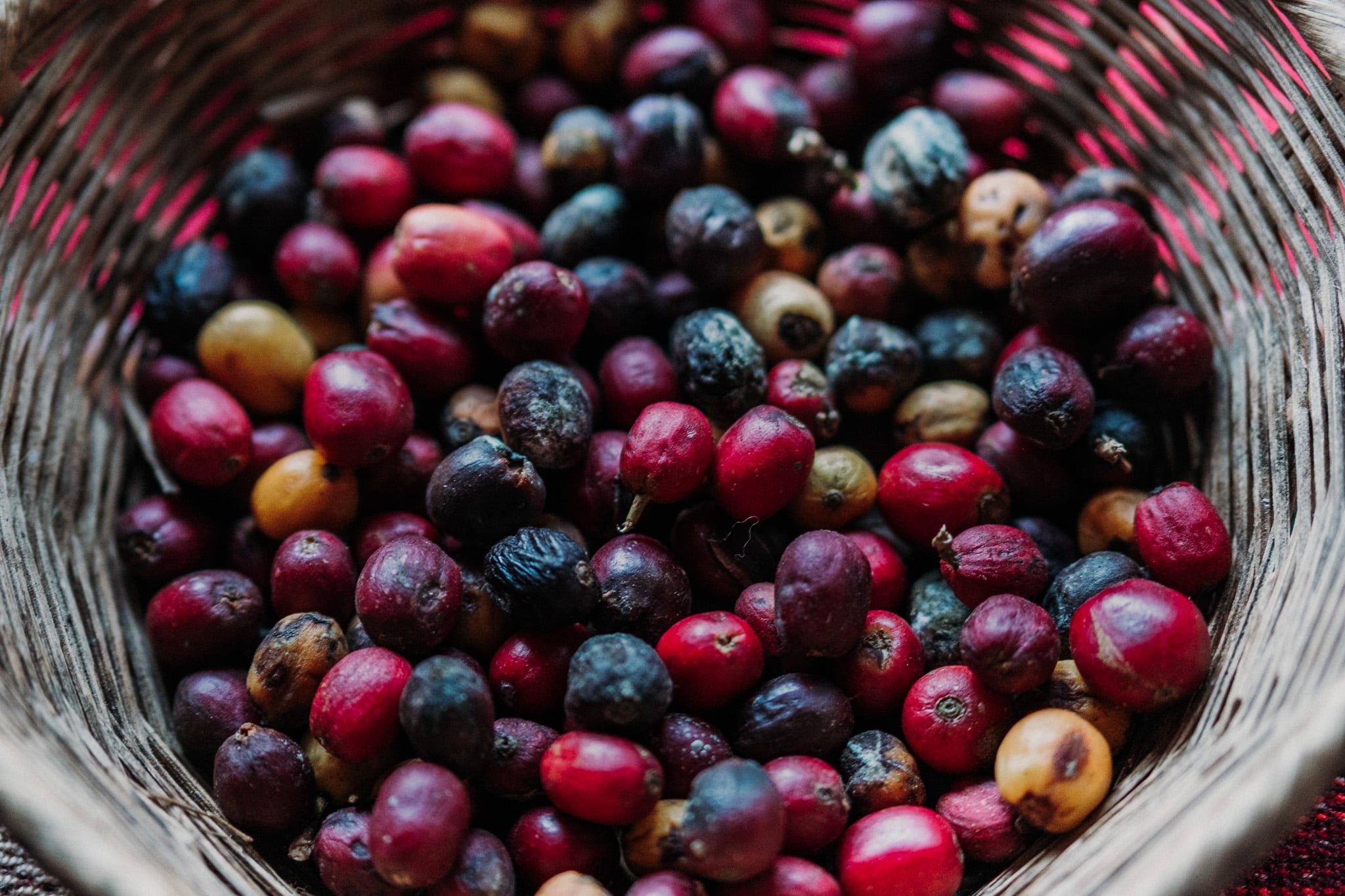 degustation café perou