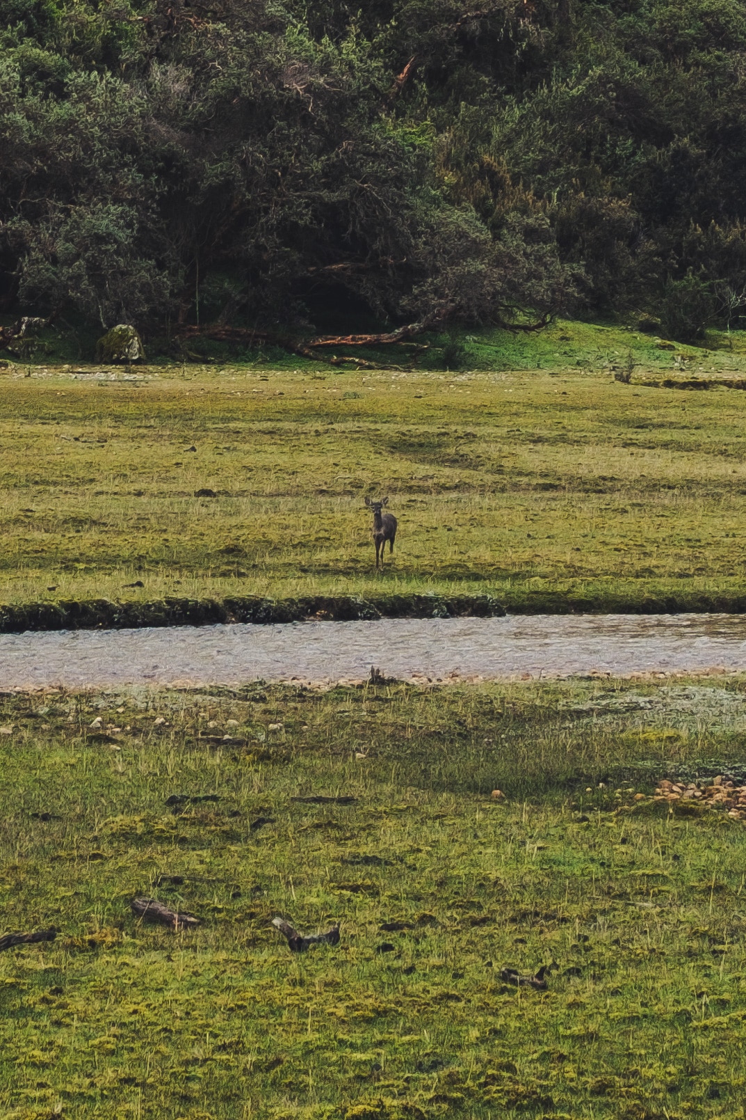 biche trek du santa cruz