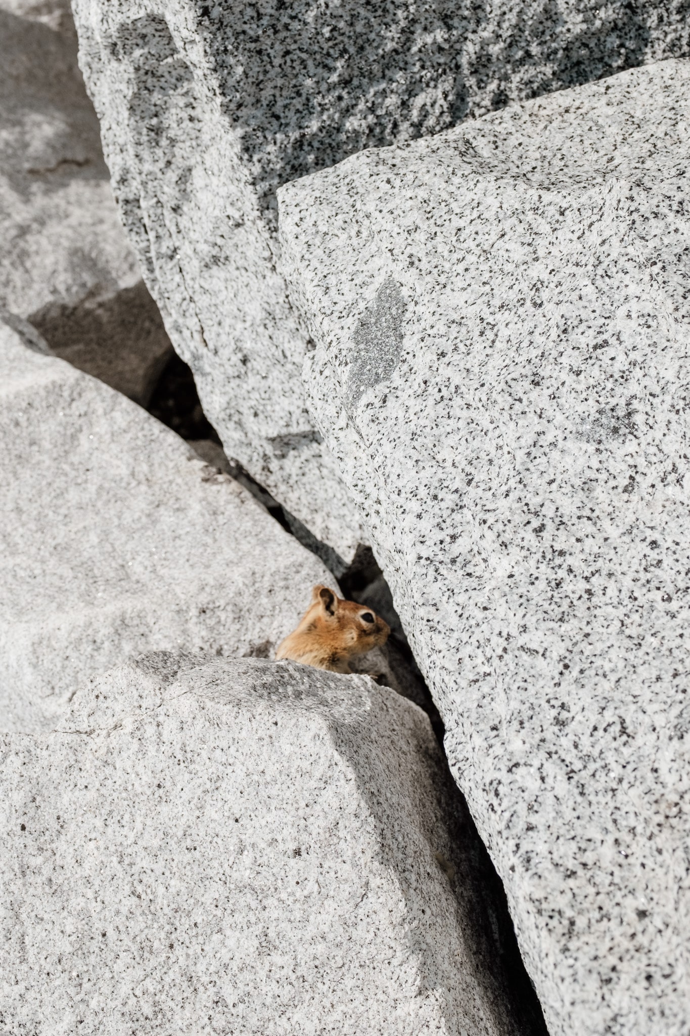 chipmunks yosemite parc national