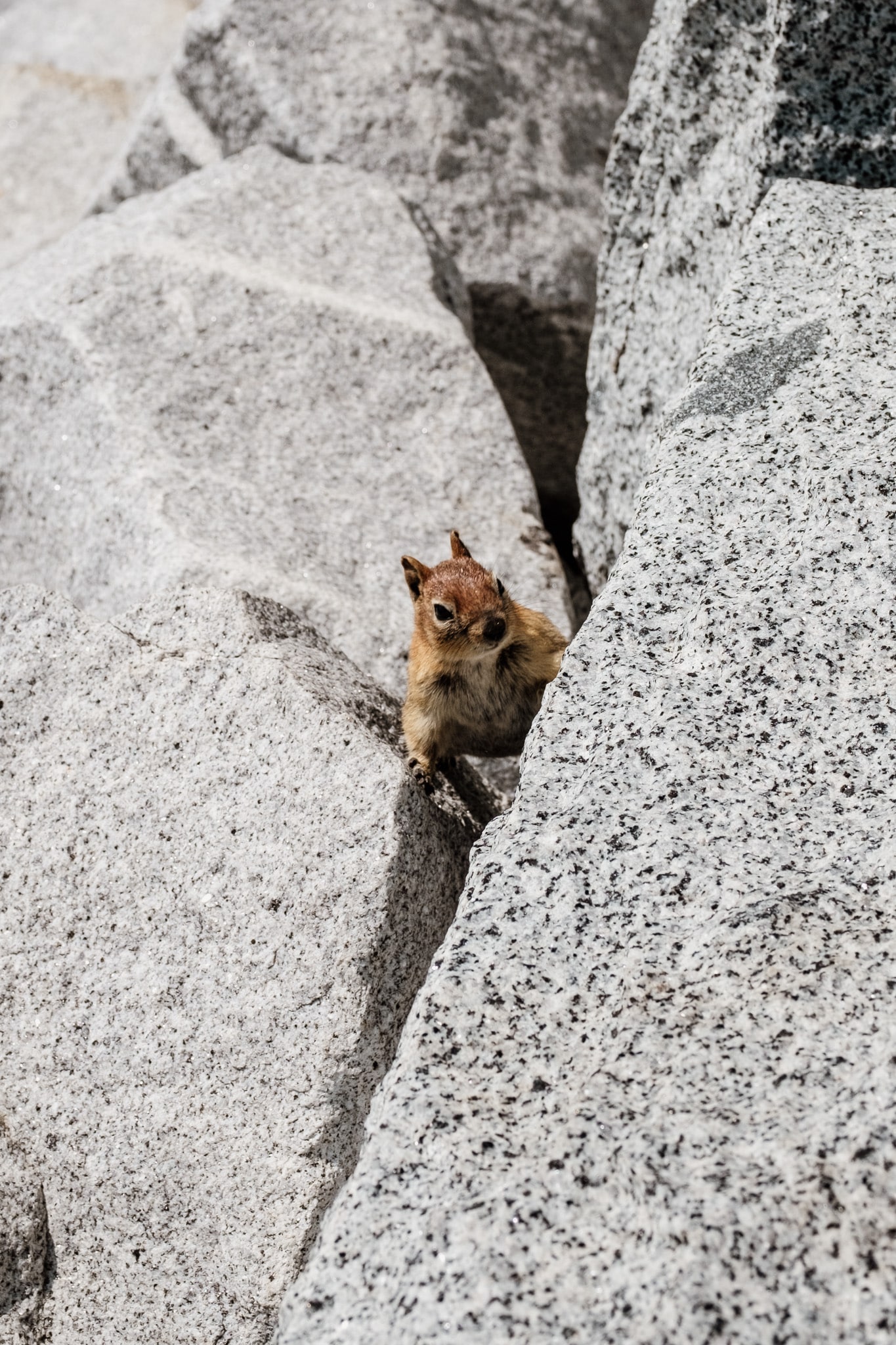 animal parc national yosemite