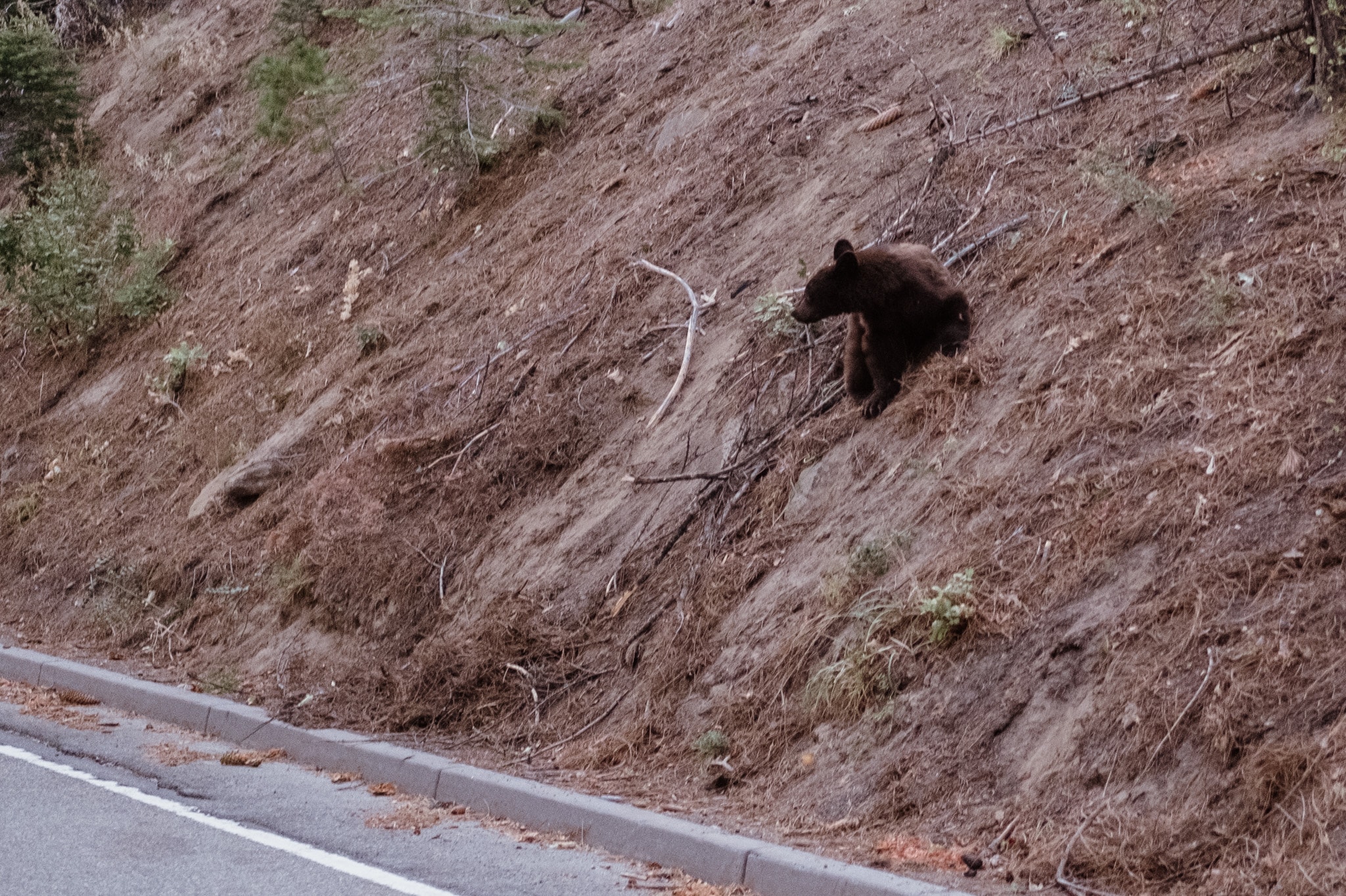 ours parc national yosemite