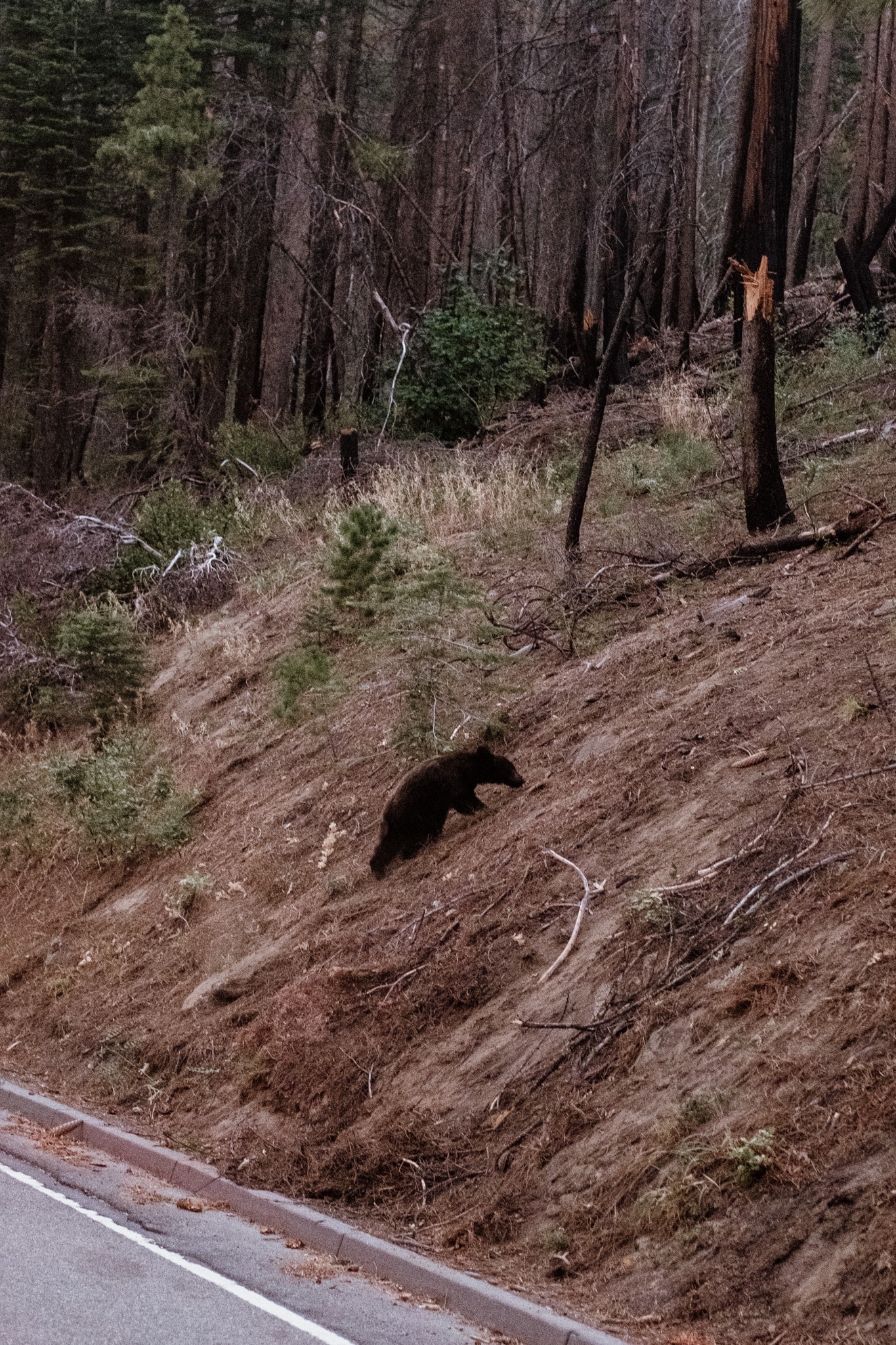 vie sauvage ours brun etats uni