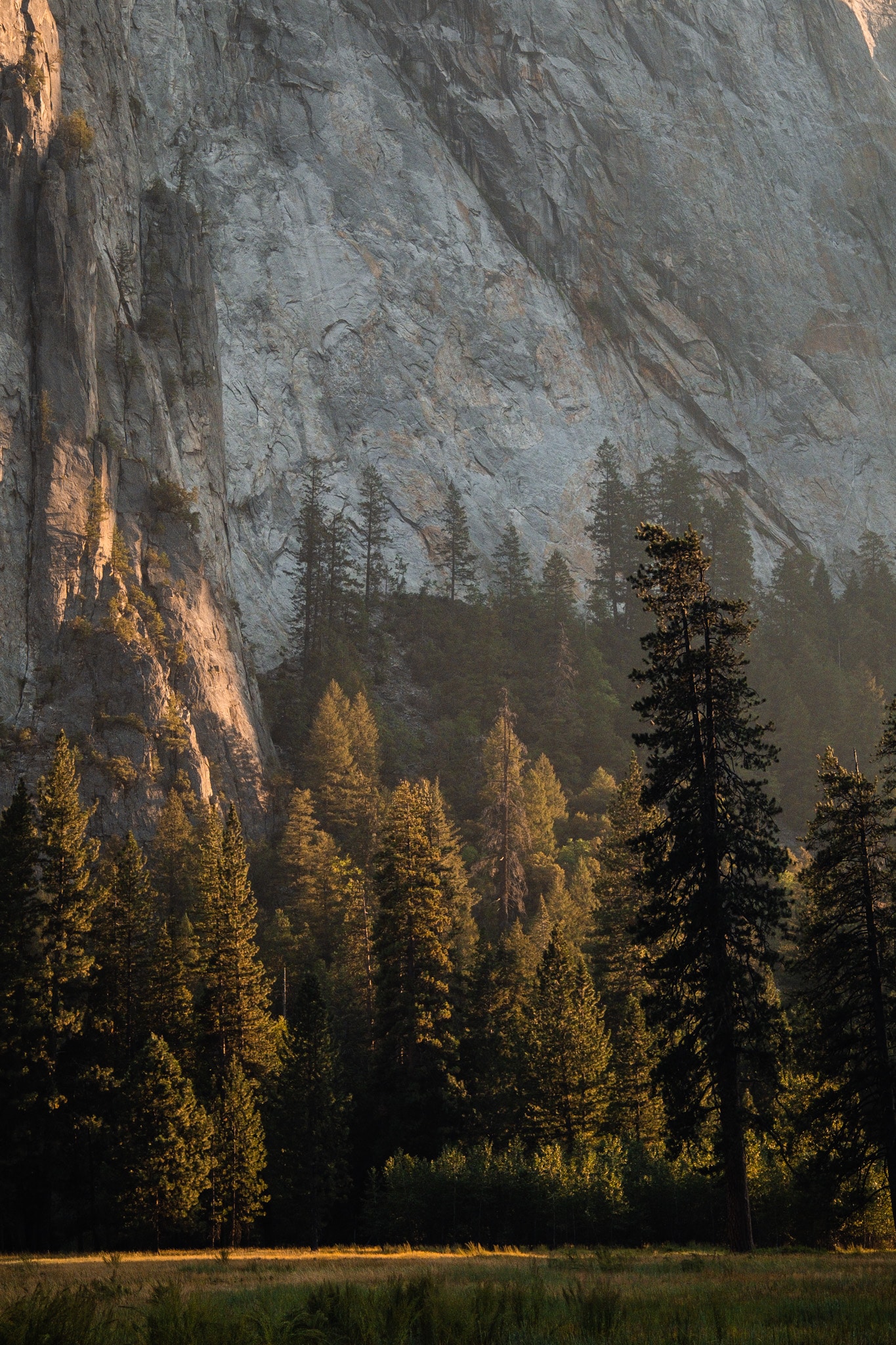 foret national park usa