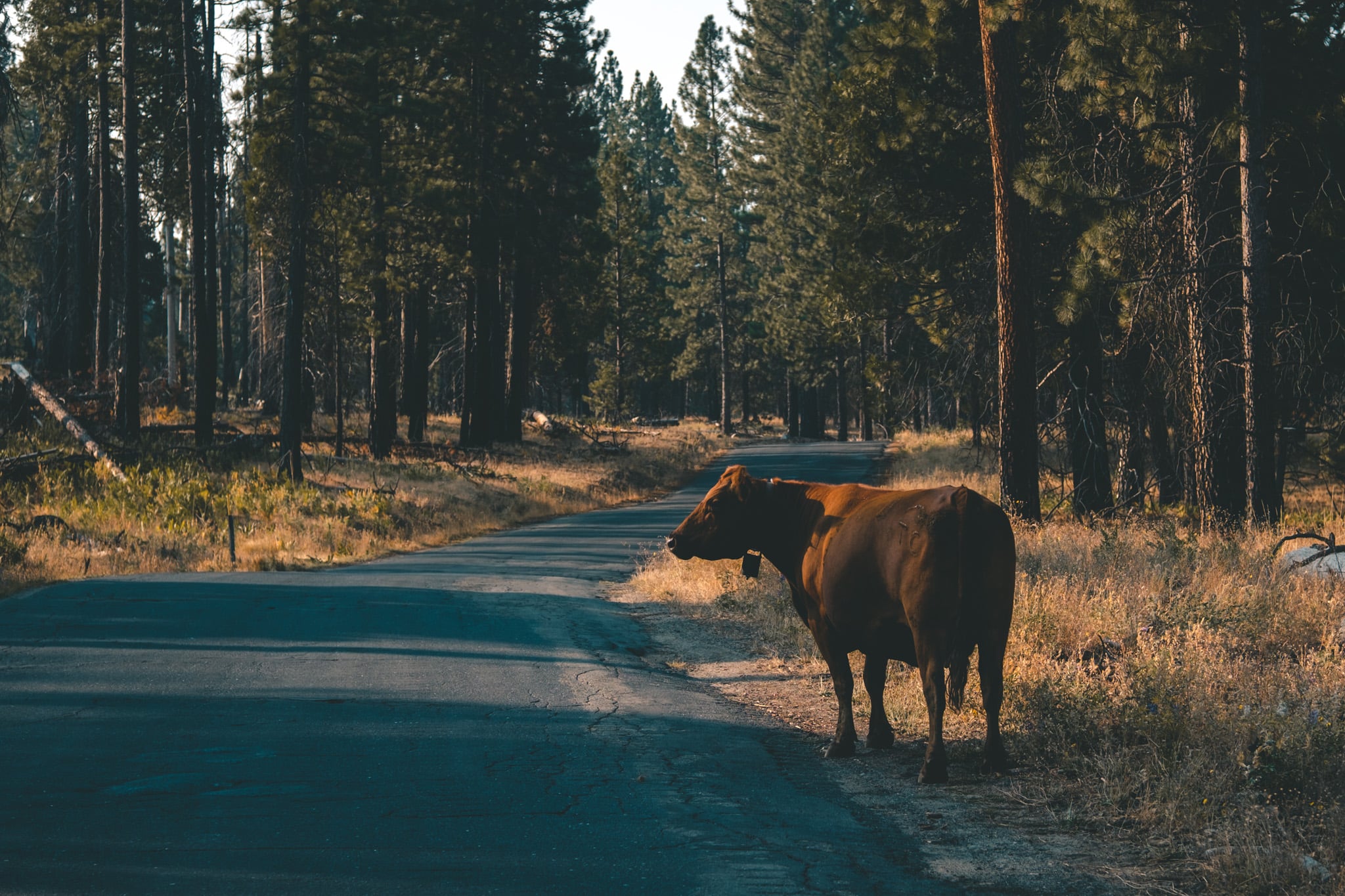 une vache bord de route yosemite