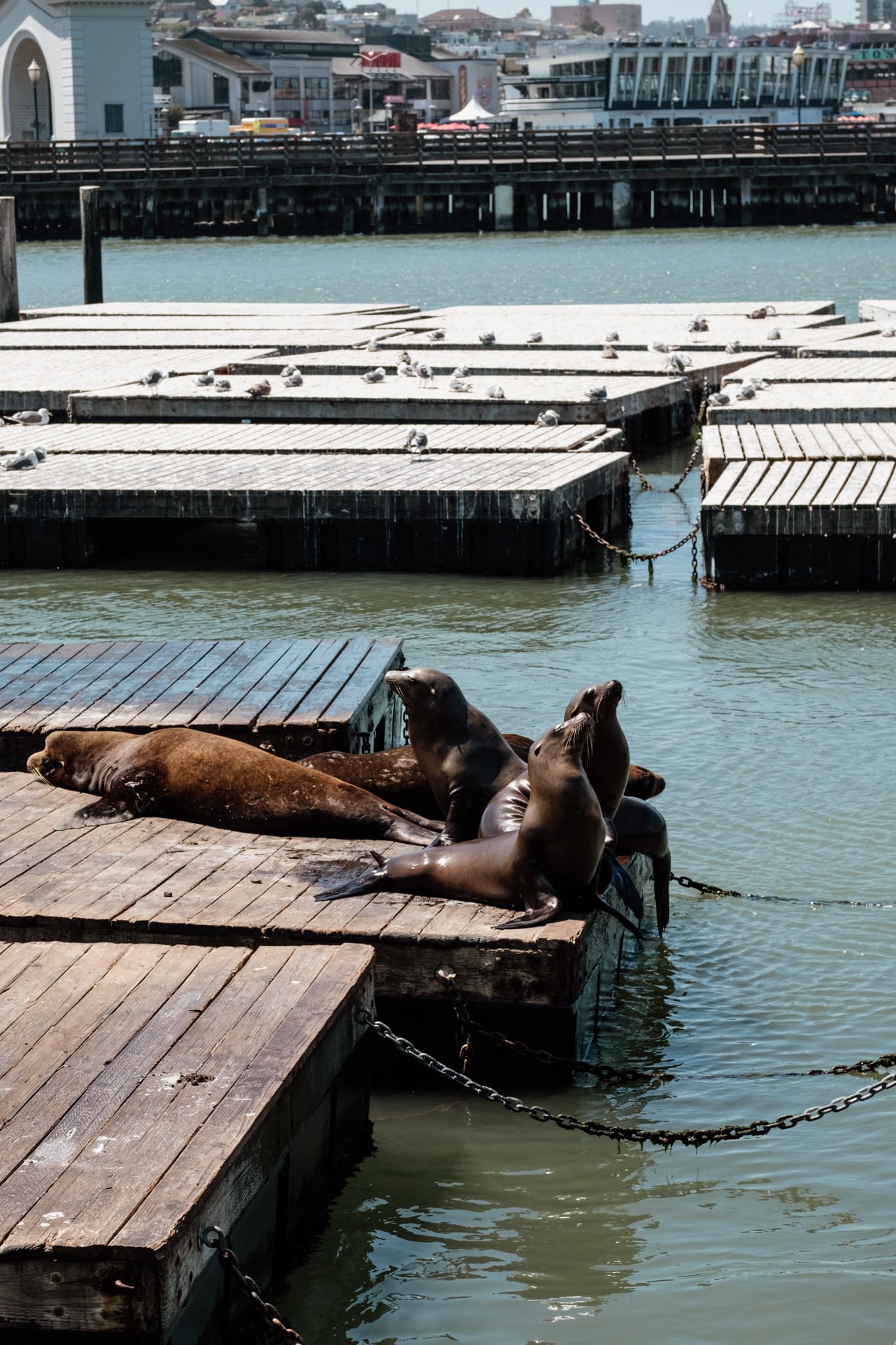 voir des lions de mers pendant un week end à san francisco