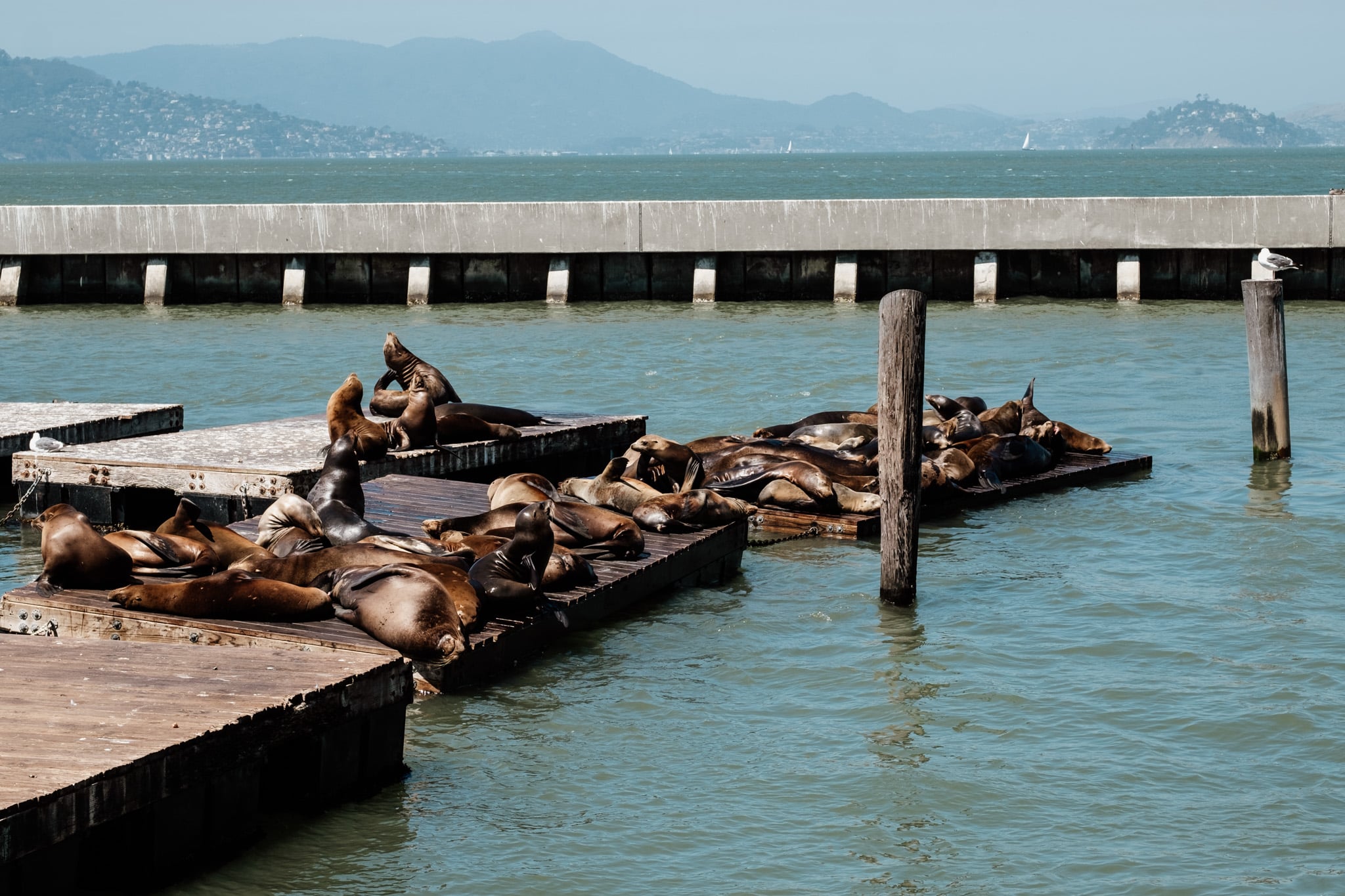 sealions san francisco pier