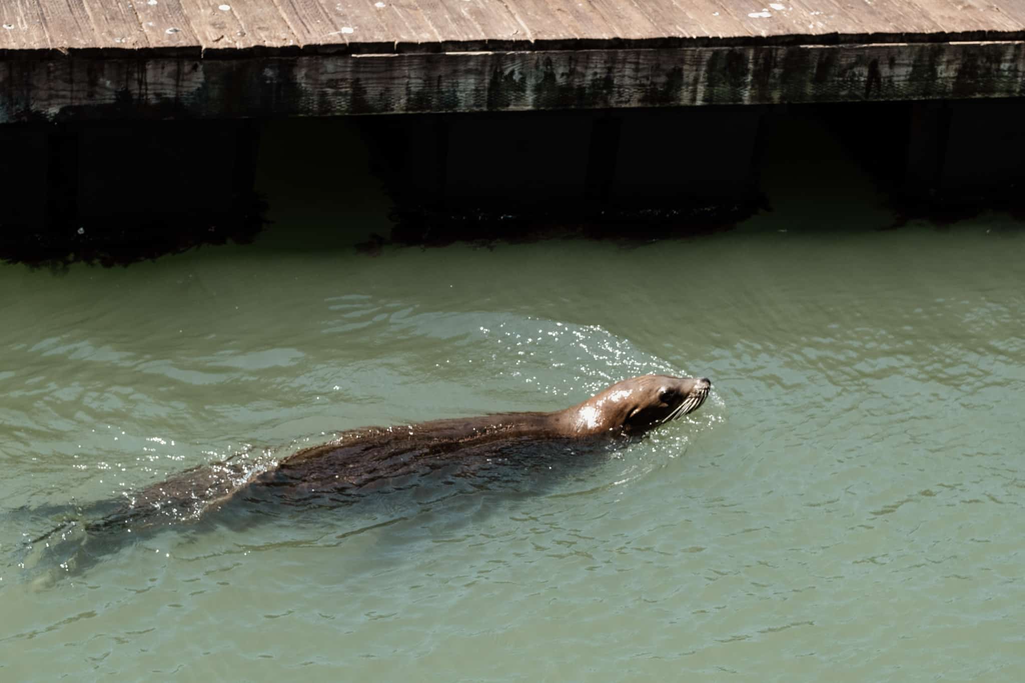 quelle grace dans l'eau