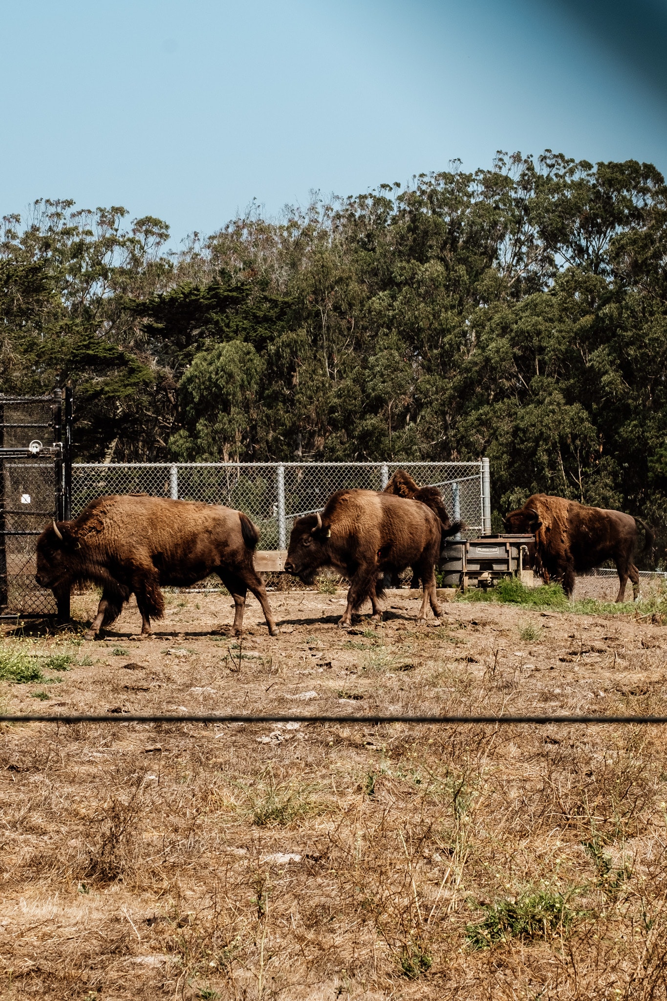 bisons golden gate park