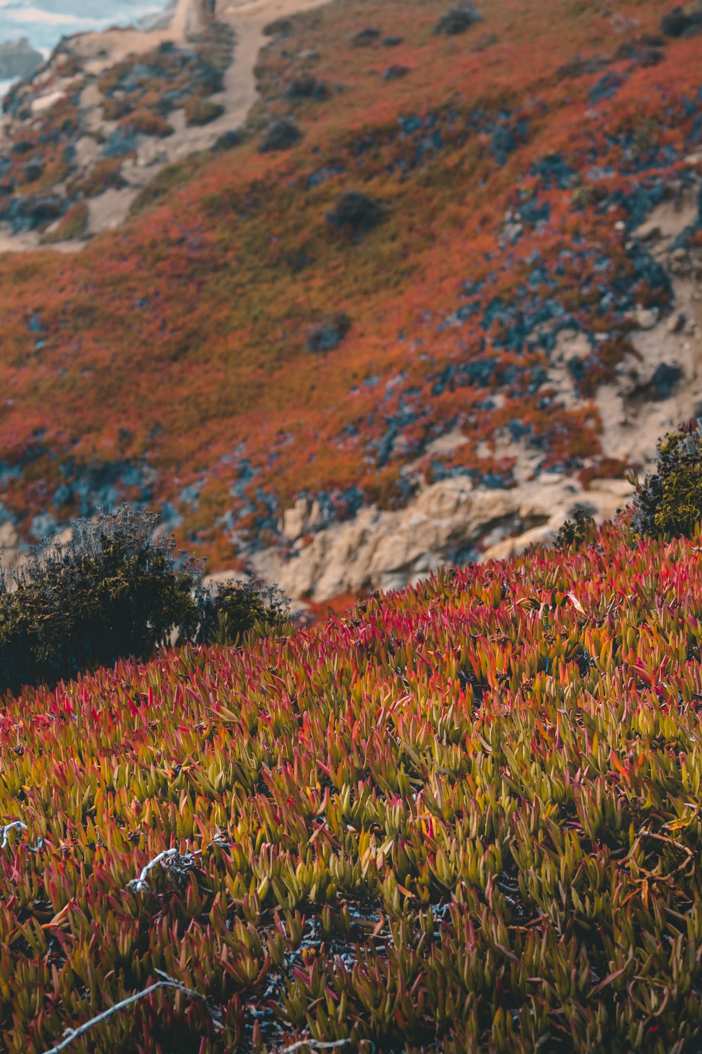 plantes en bord de mer