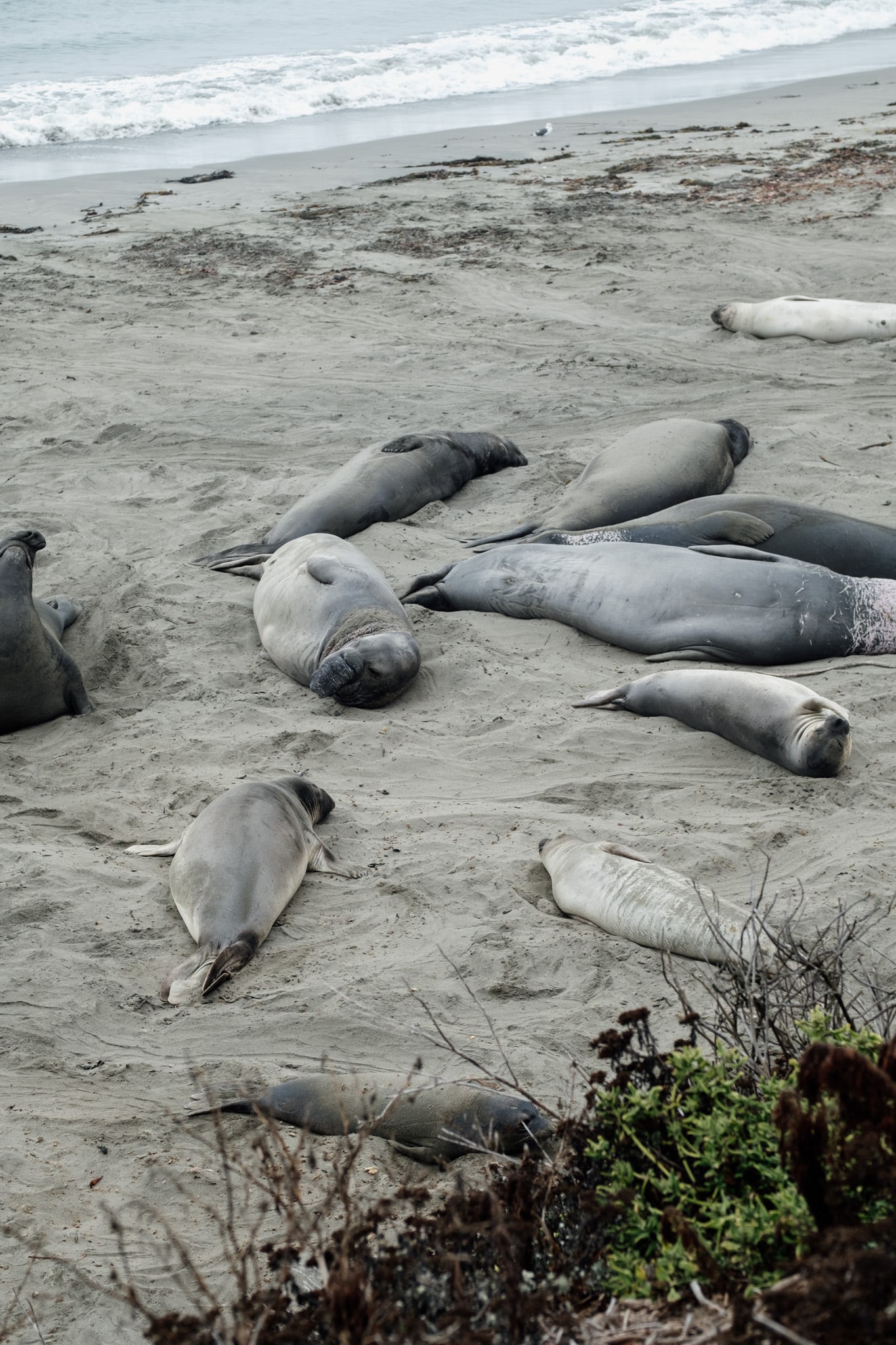 animaux marins sur la plage