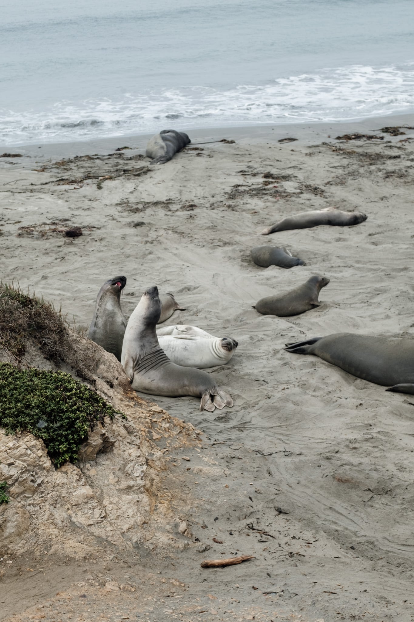 elephant de mer highway 1