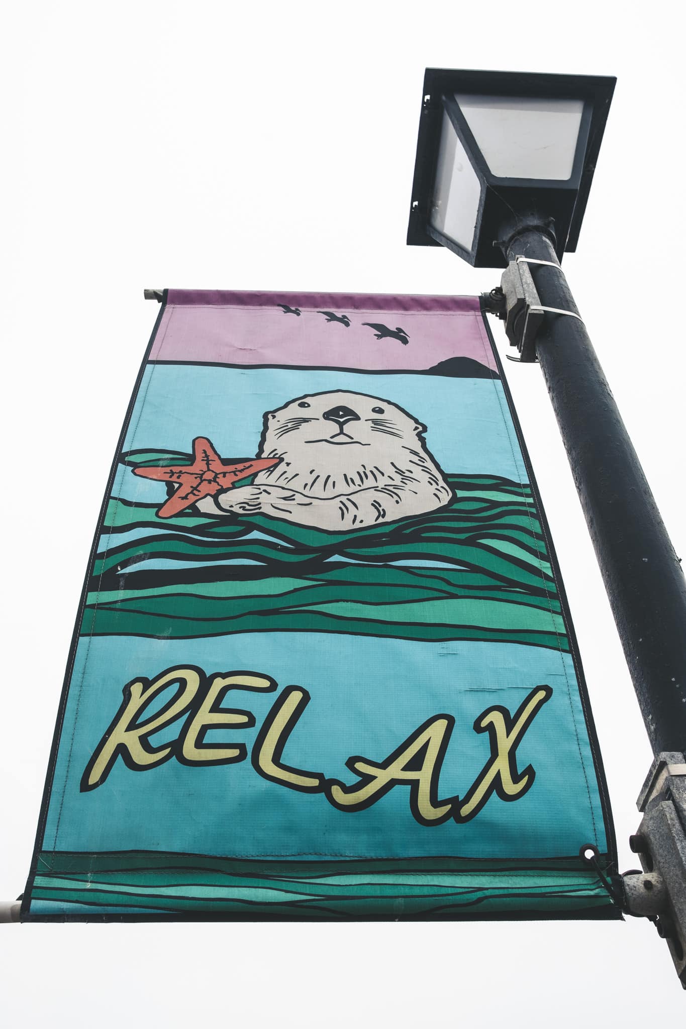 voir des loutres en californie