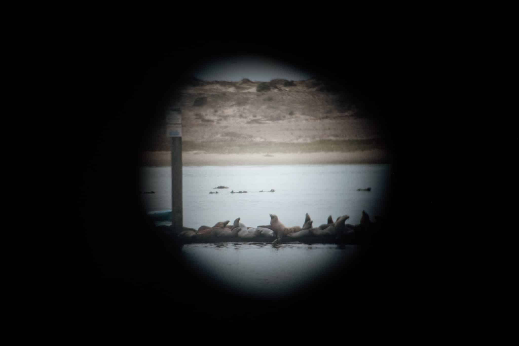 loutres en train de bronzer