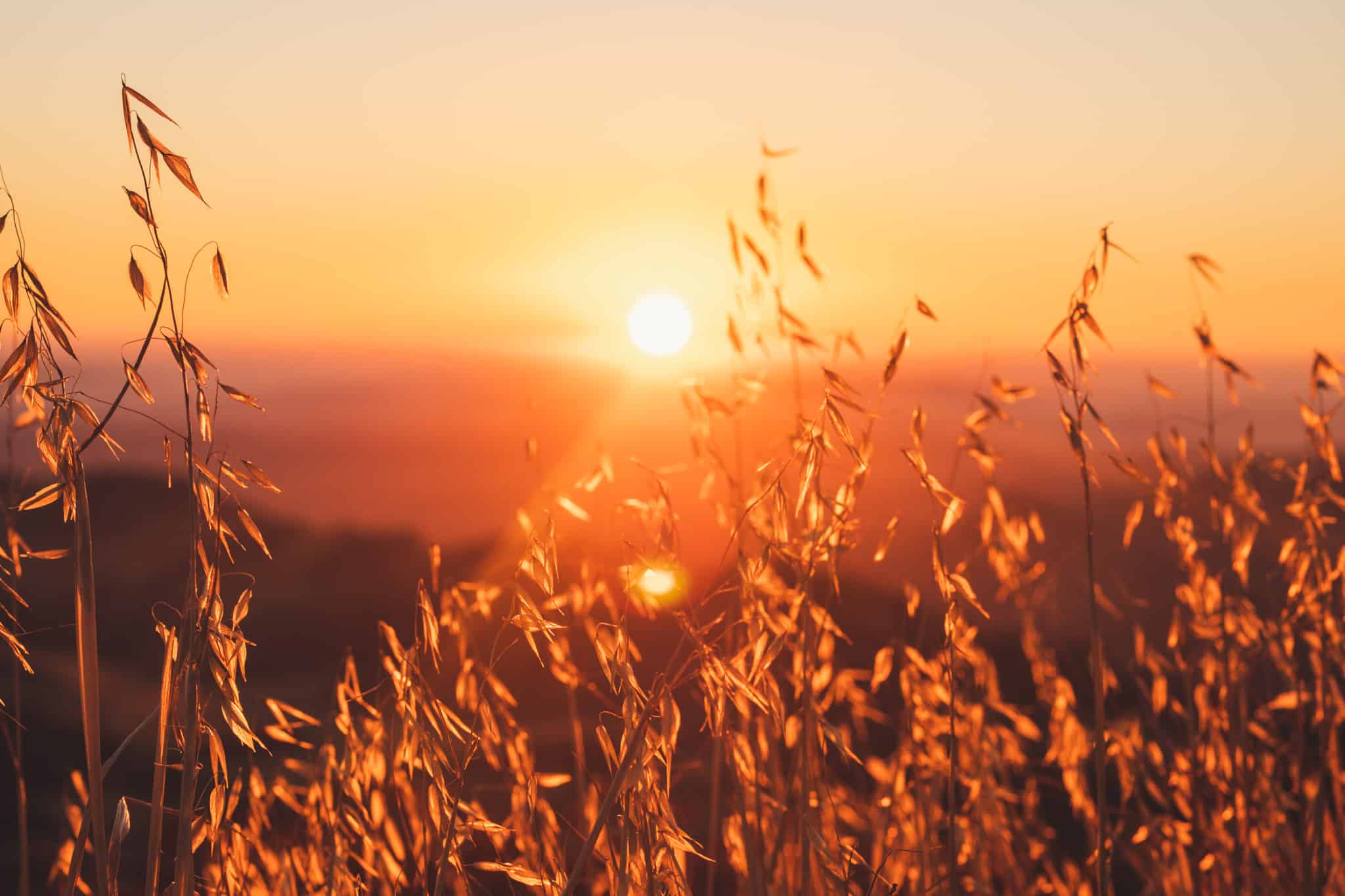 regarder un coucher de soleil sur le Pacifique