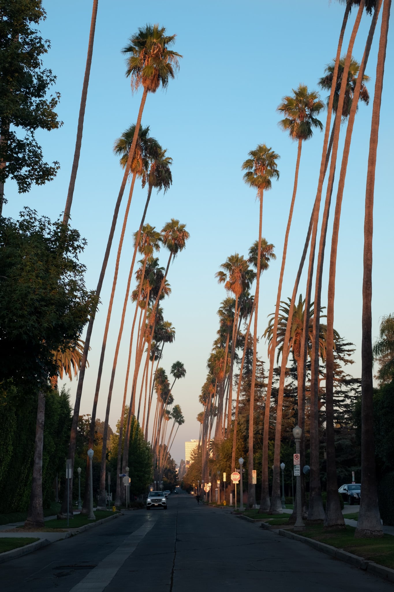 palmstreet pour les photos