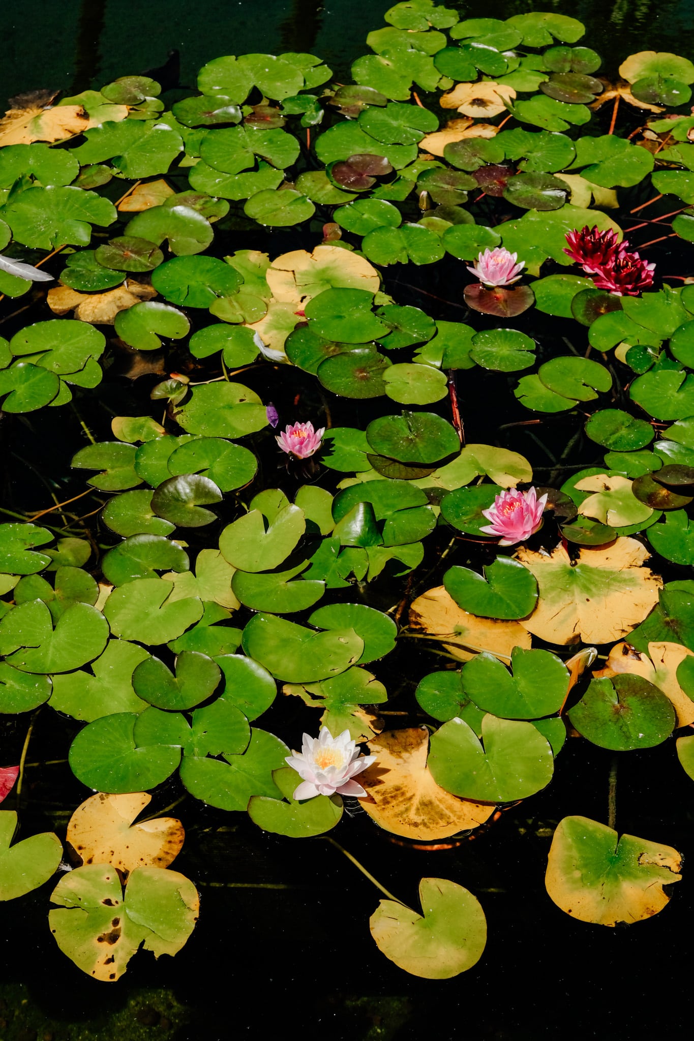 détail vegetal nenuphars