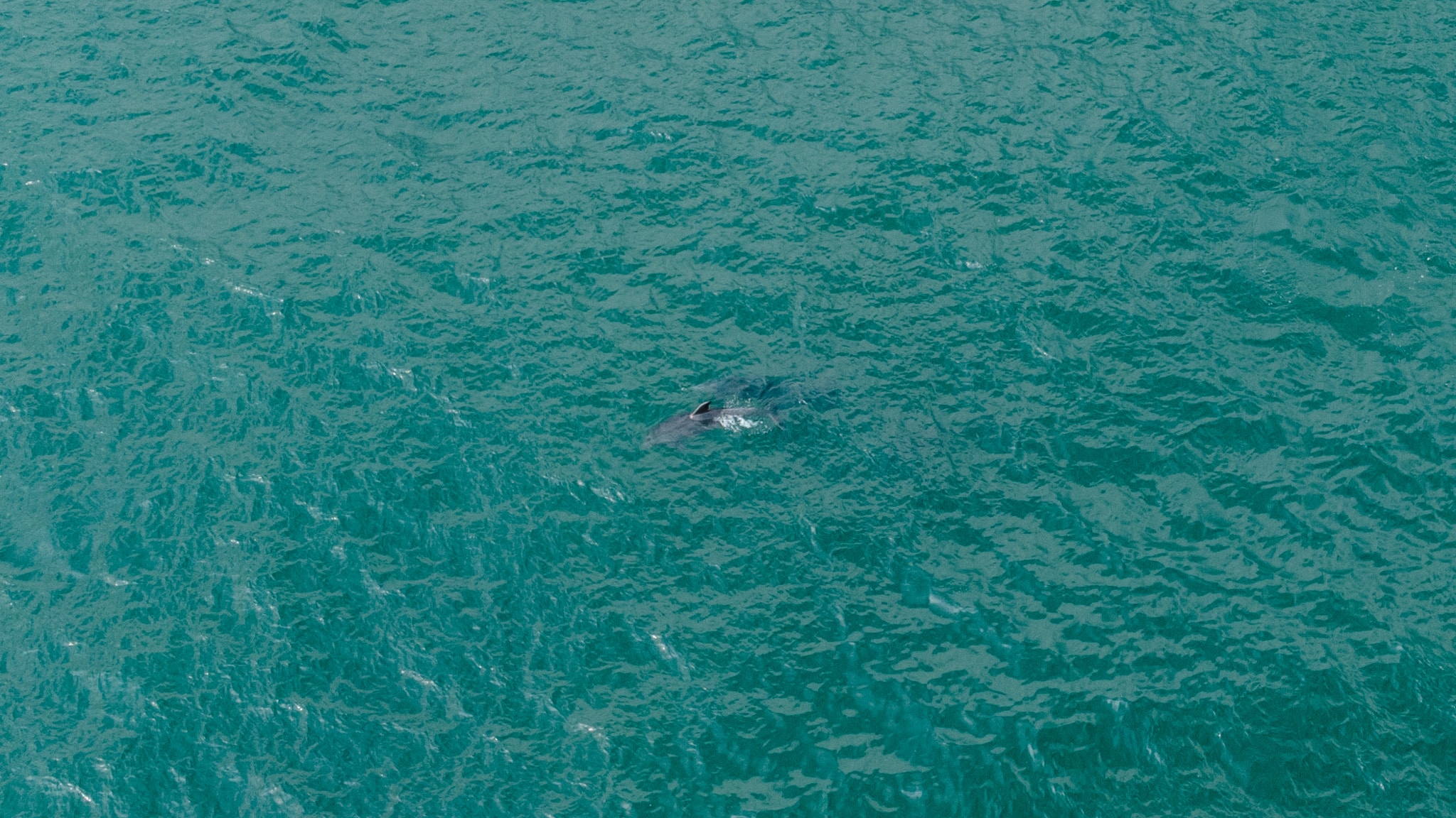 voir des dauphins à San Diego guide californie