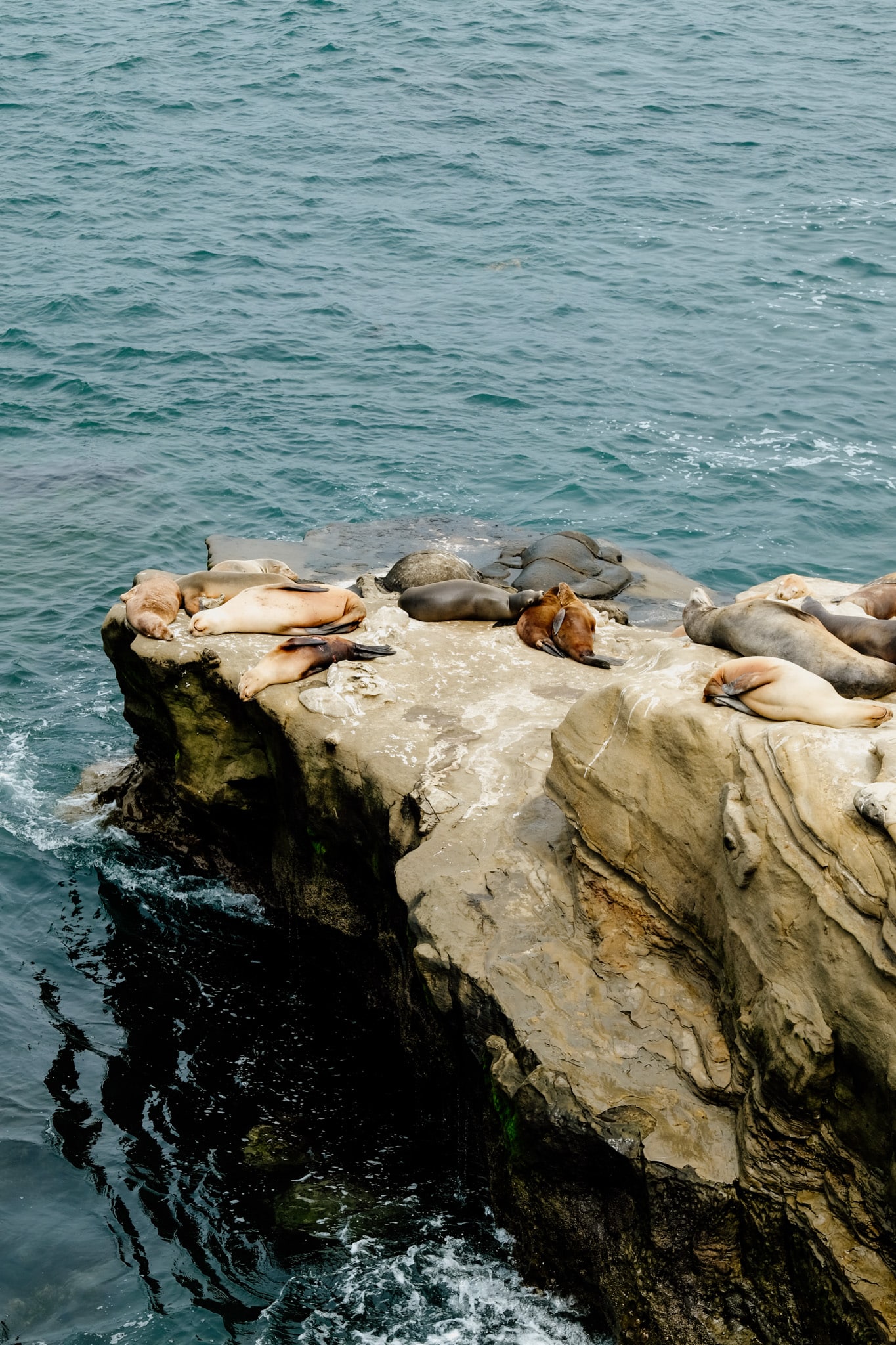 sea lions san diego californie