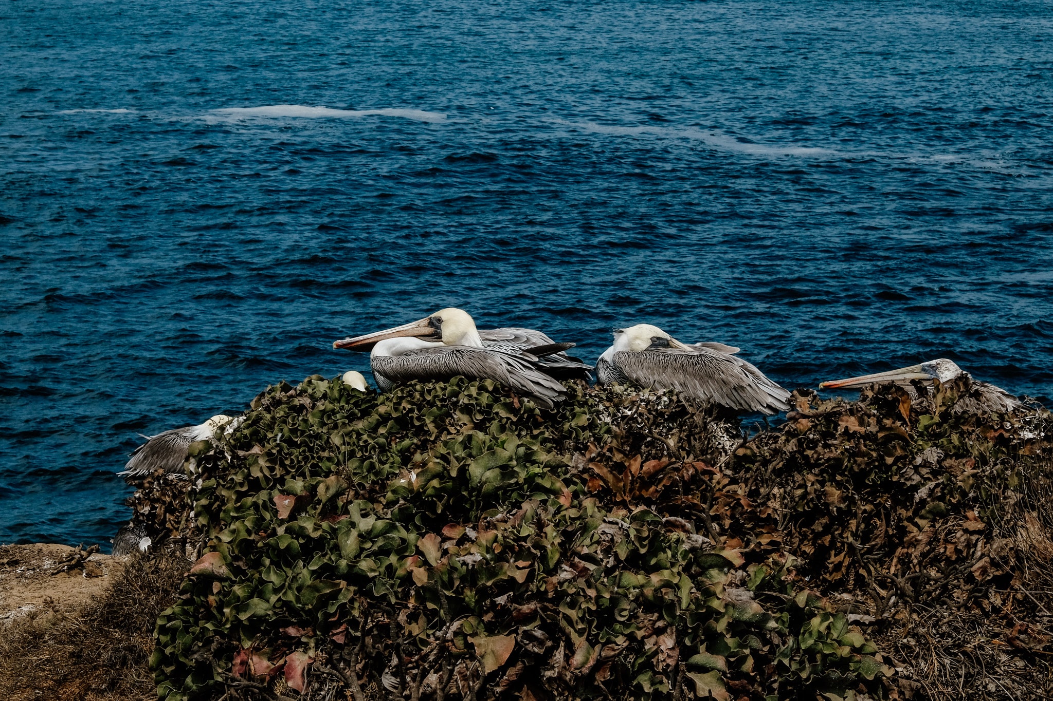 pelicans jolla cove