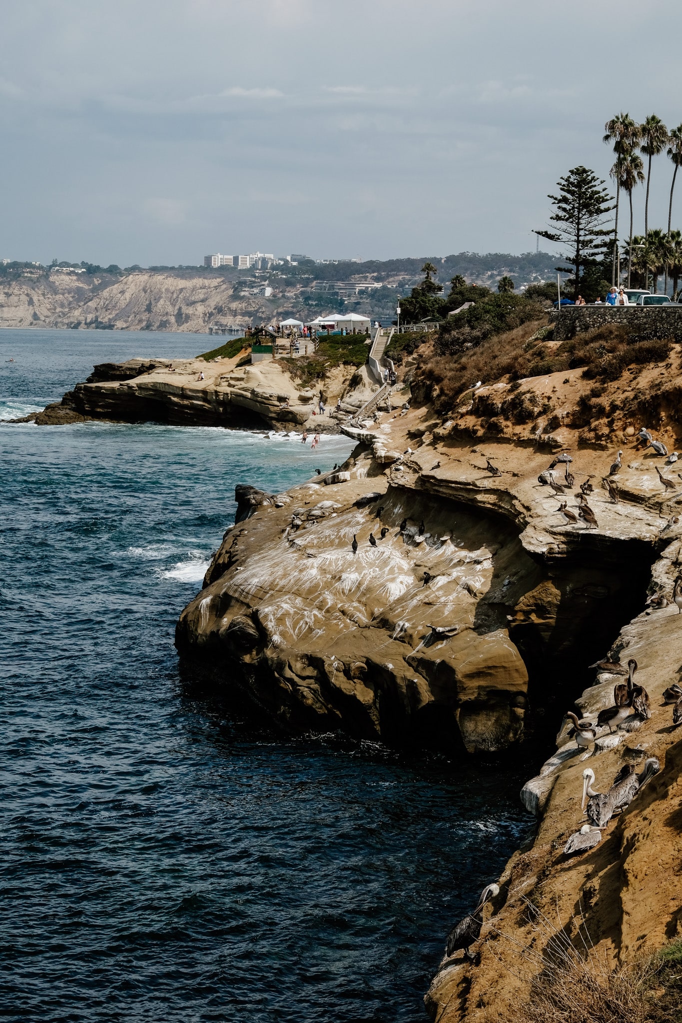 jolla cove guide san diego californie