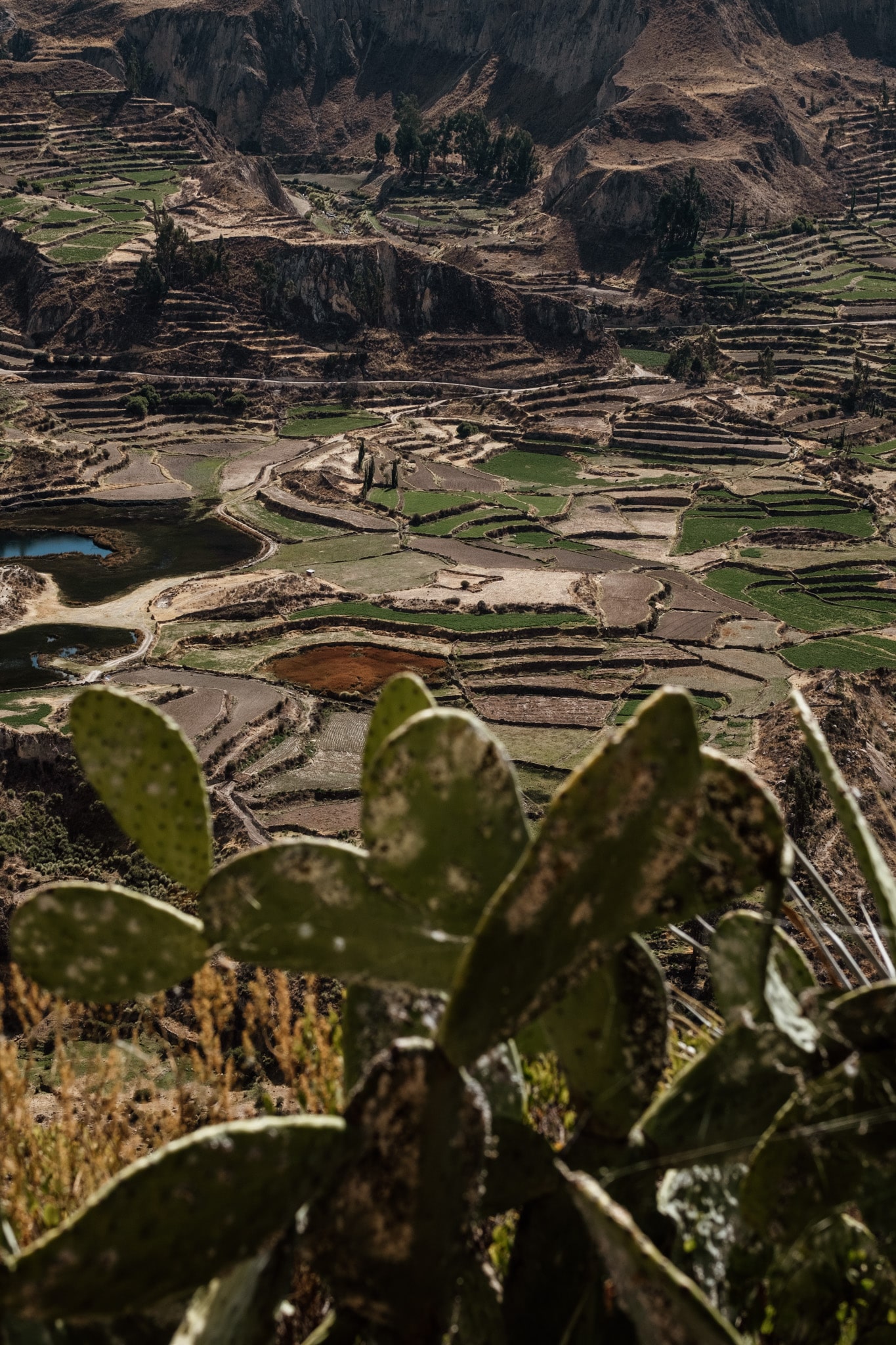 terrasses canyon de colca
