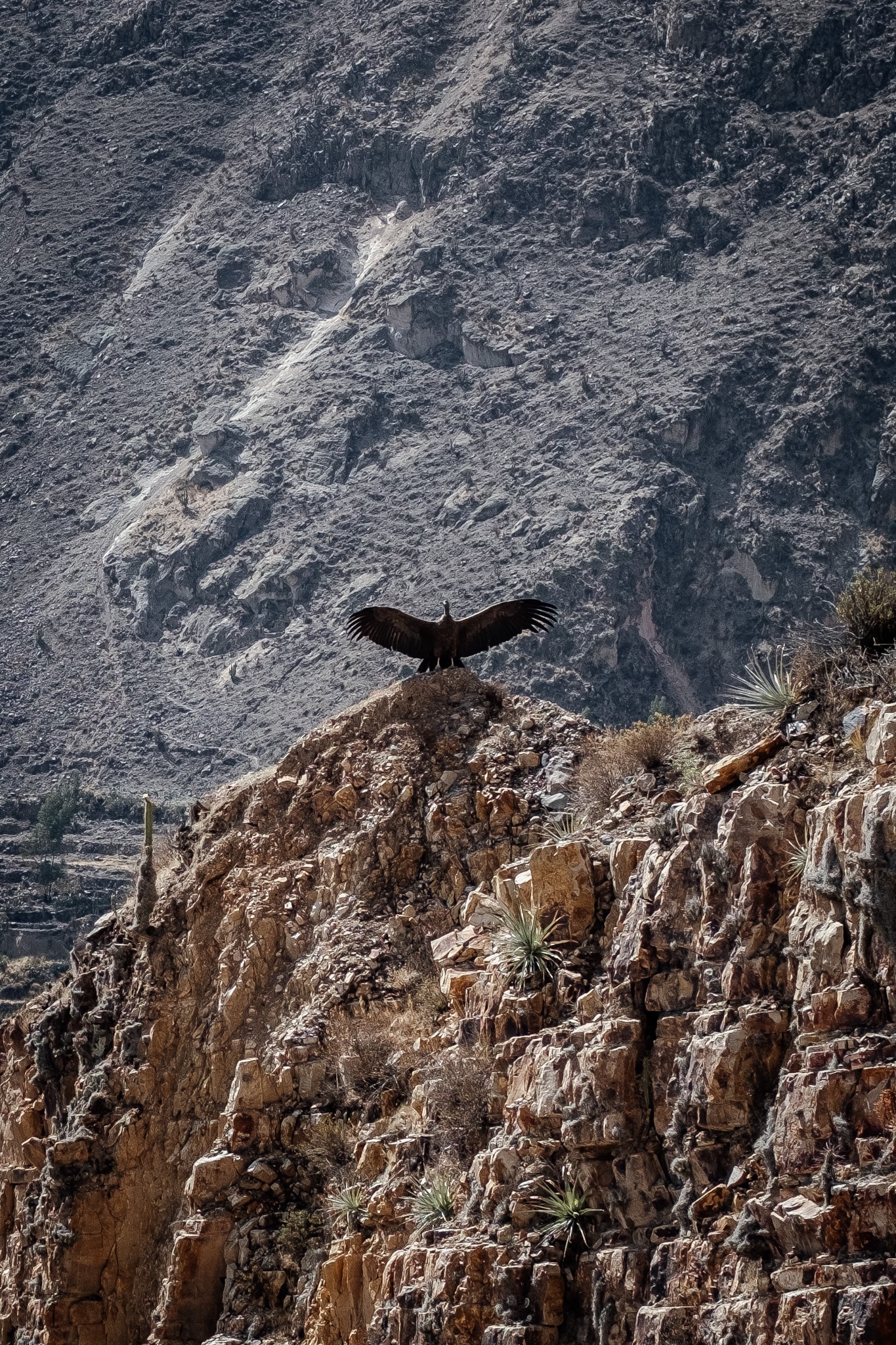 condor canyon de colca
