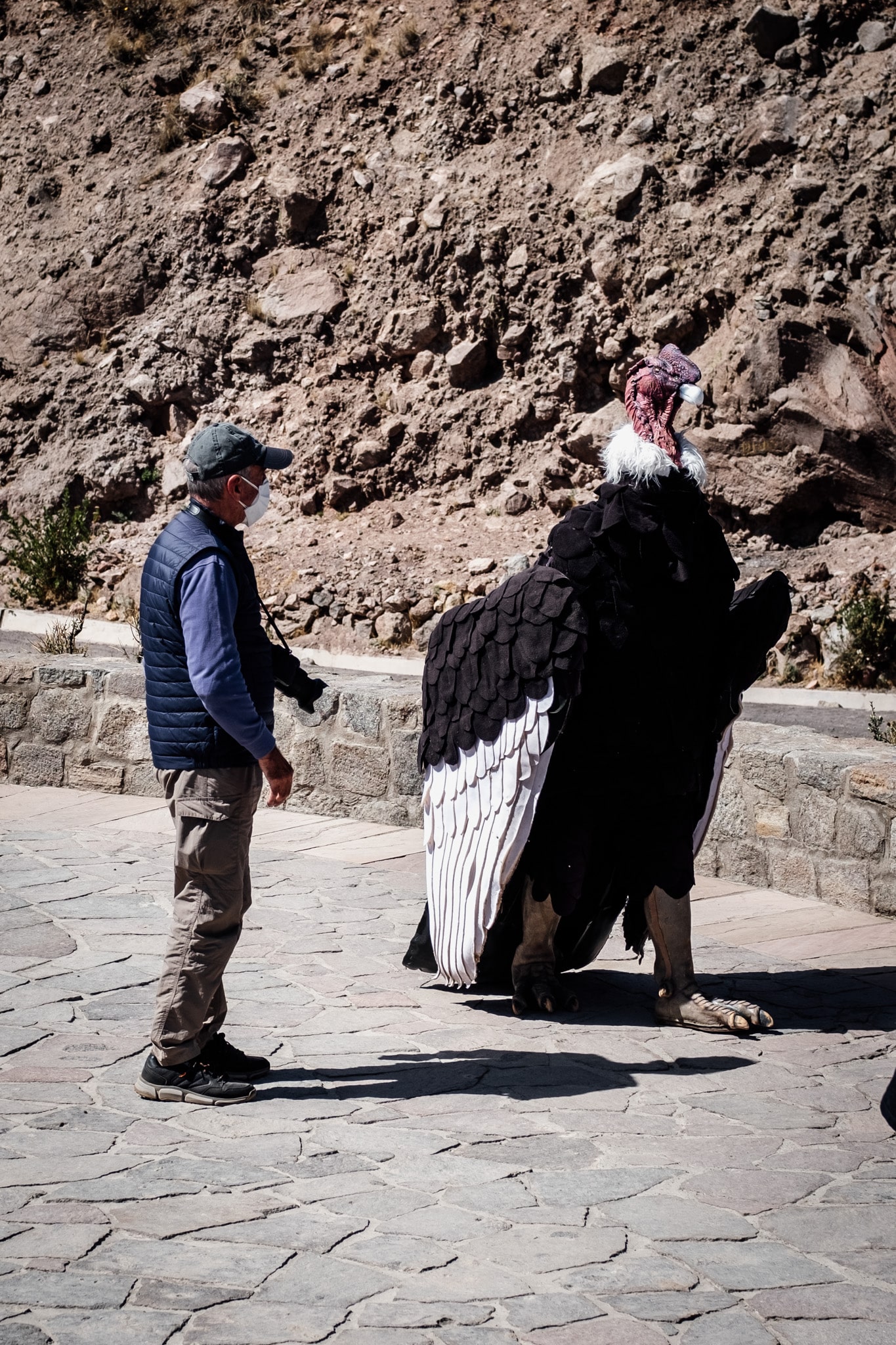 faux condor a arequipa