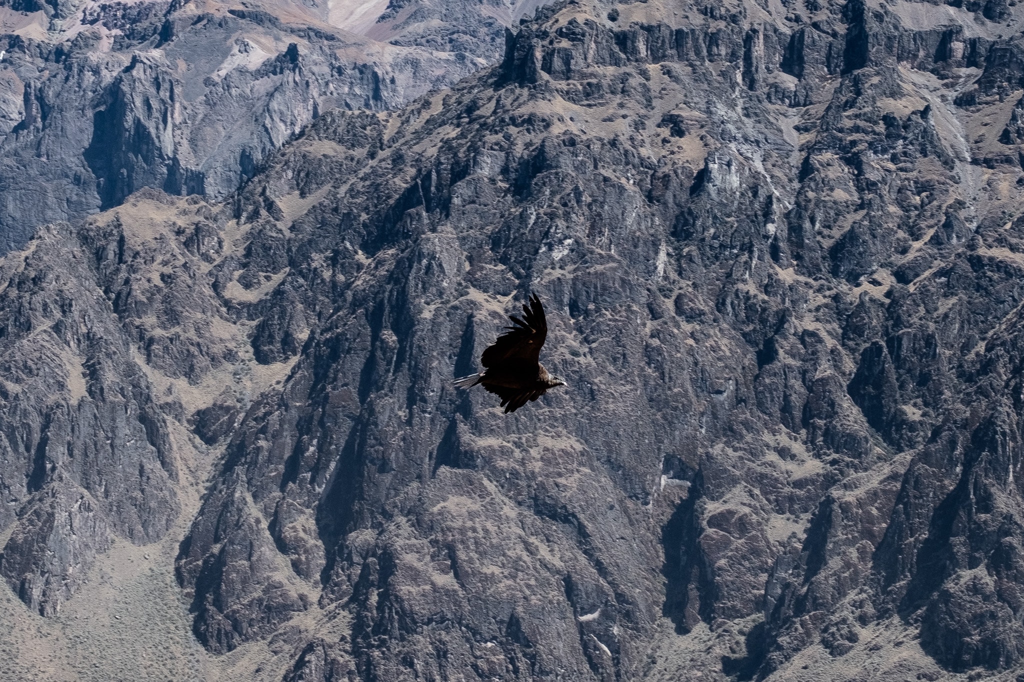condor canyon de colca
