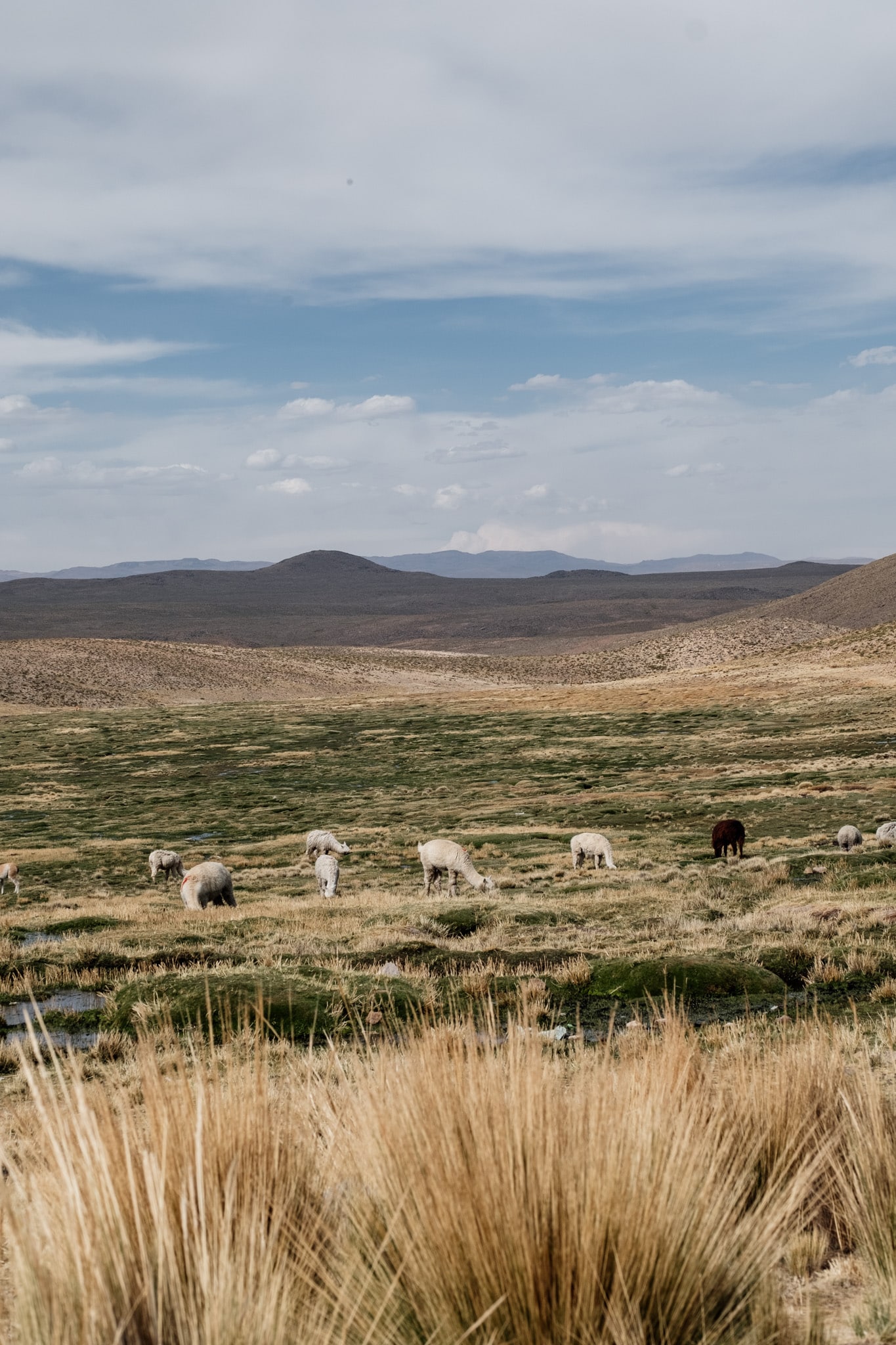 voir des vicuna a arequipa