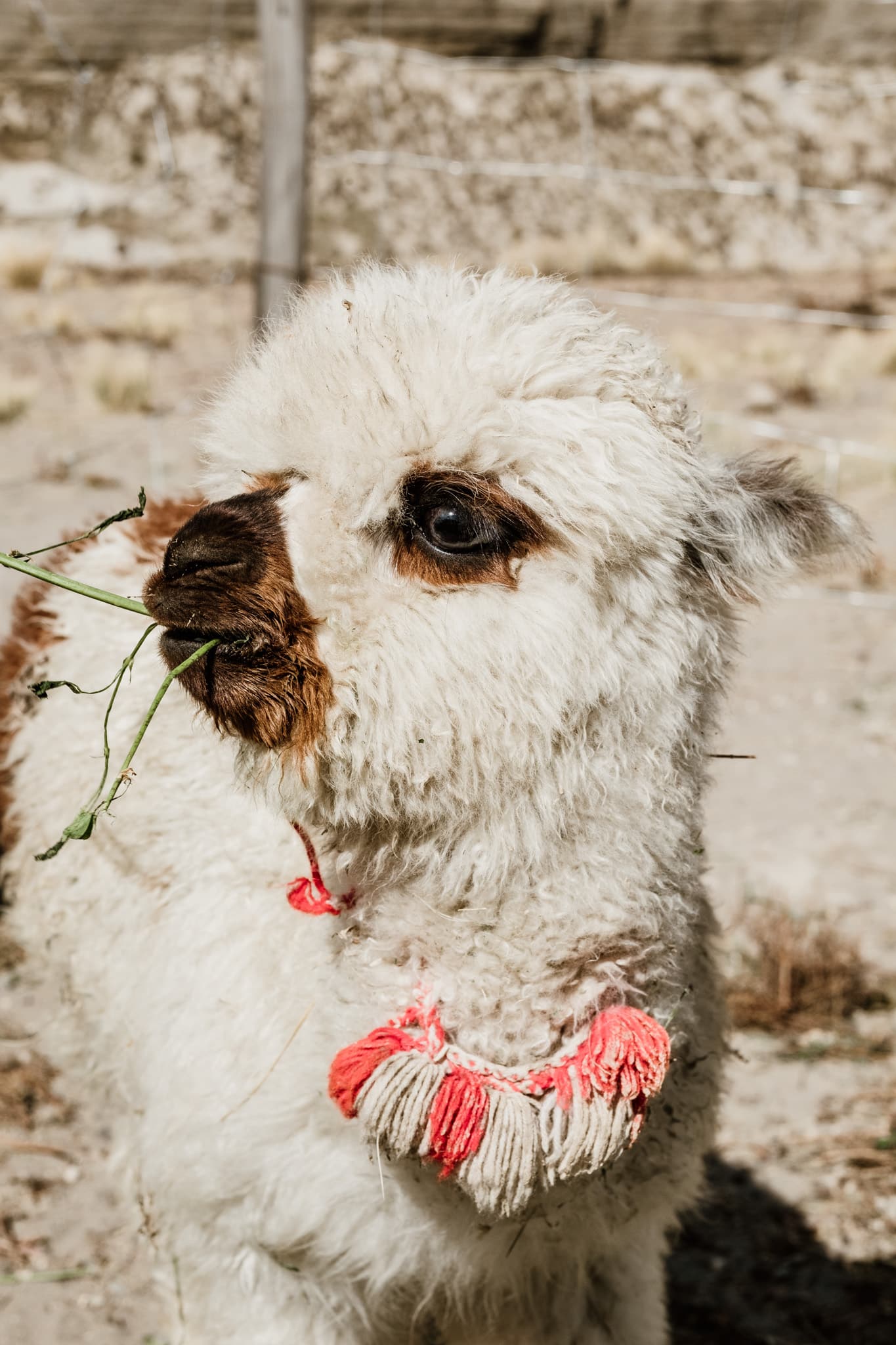 sortie canyon de colca